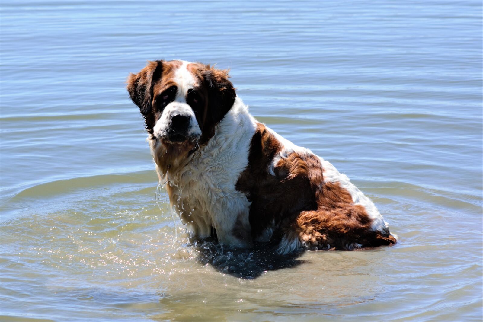 Nikon D5200 sample photo. St bernard, dog, water photography