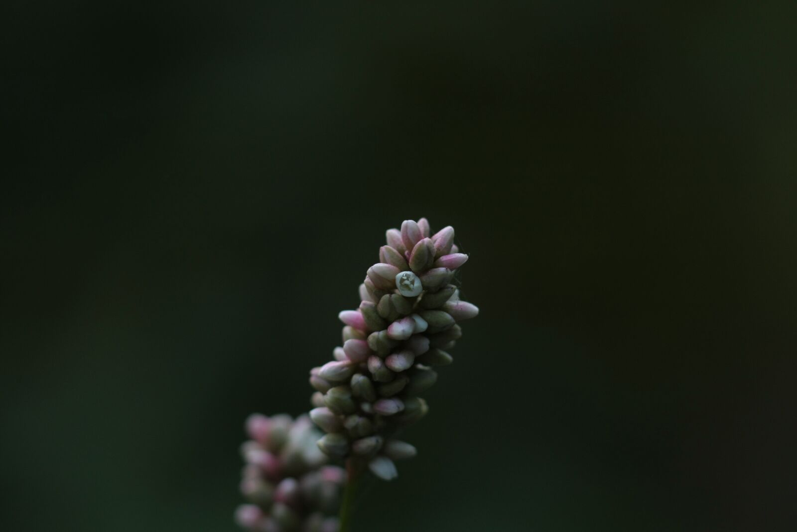 Canon EOS 40D sample photo. Spring, flower, flower buds photography