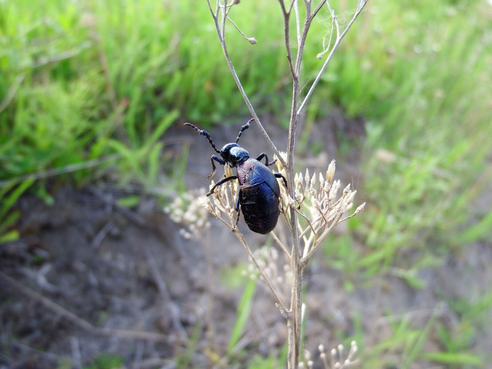 Fujifilm FinePix S1 sample photo. Beetle, insect, grass photography