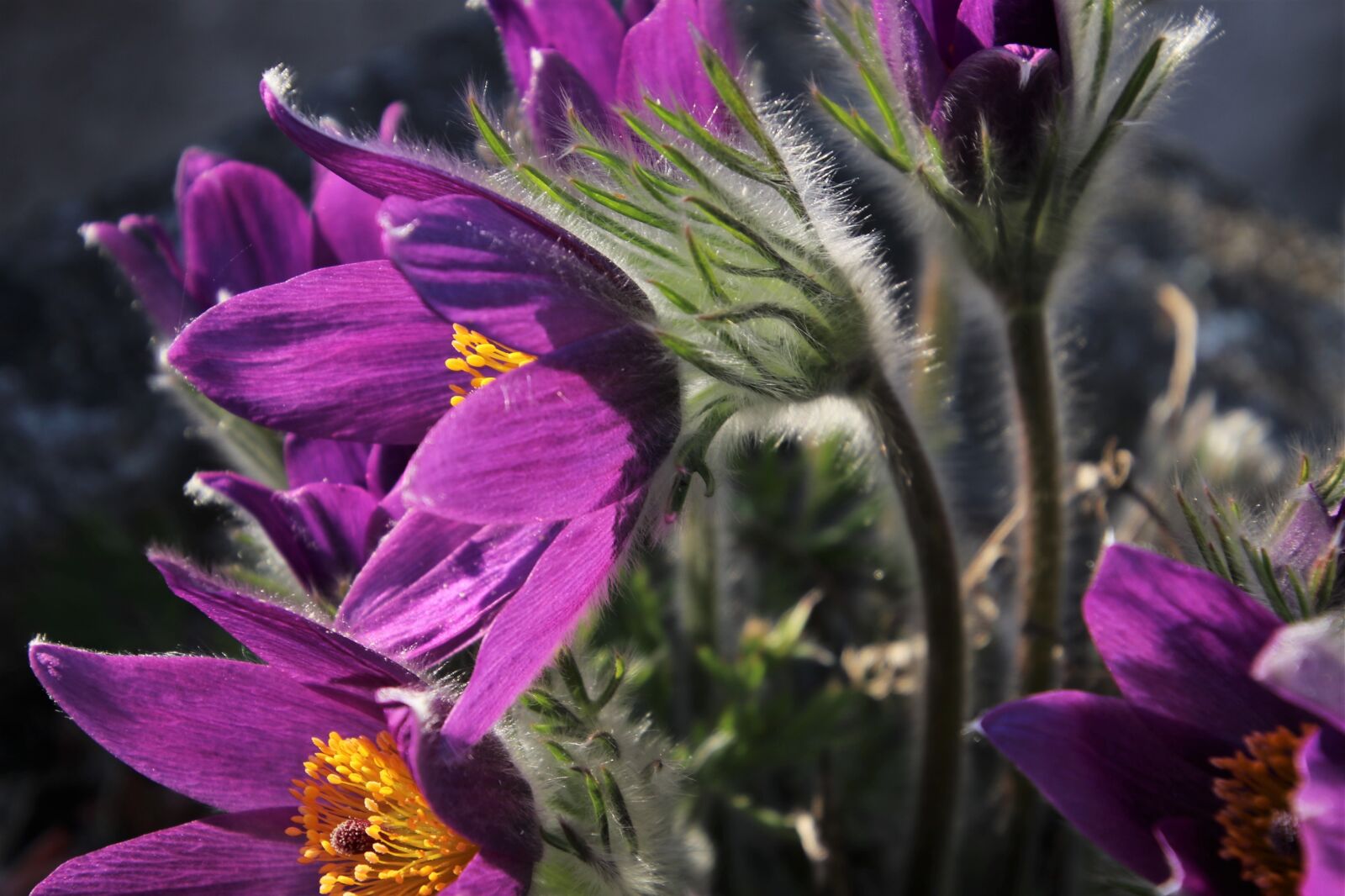 Canon EOS 80D sample photo. Violet, sasanka, plant photography