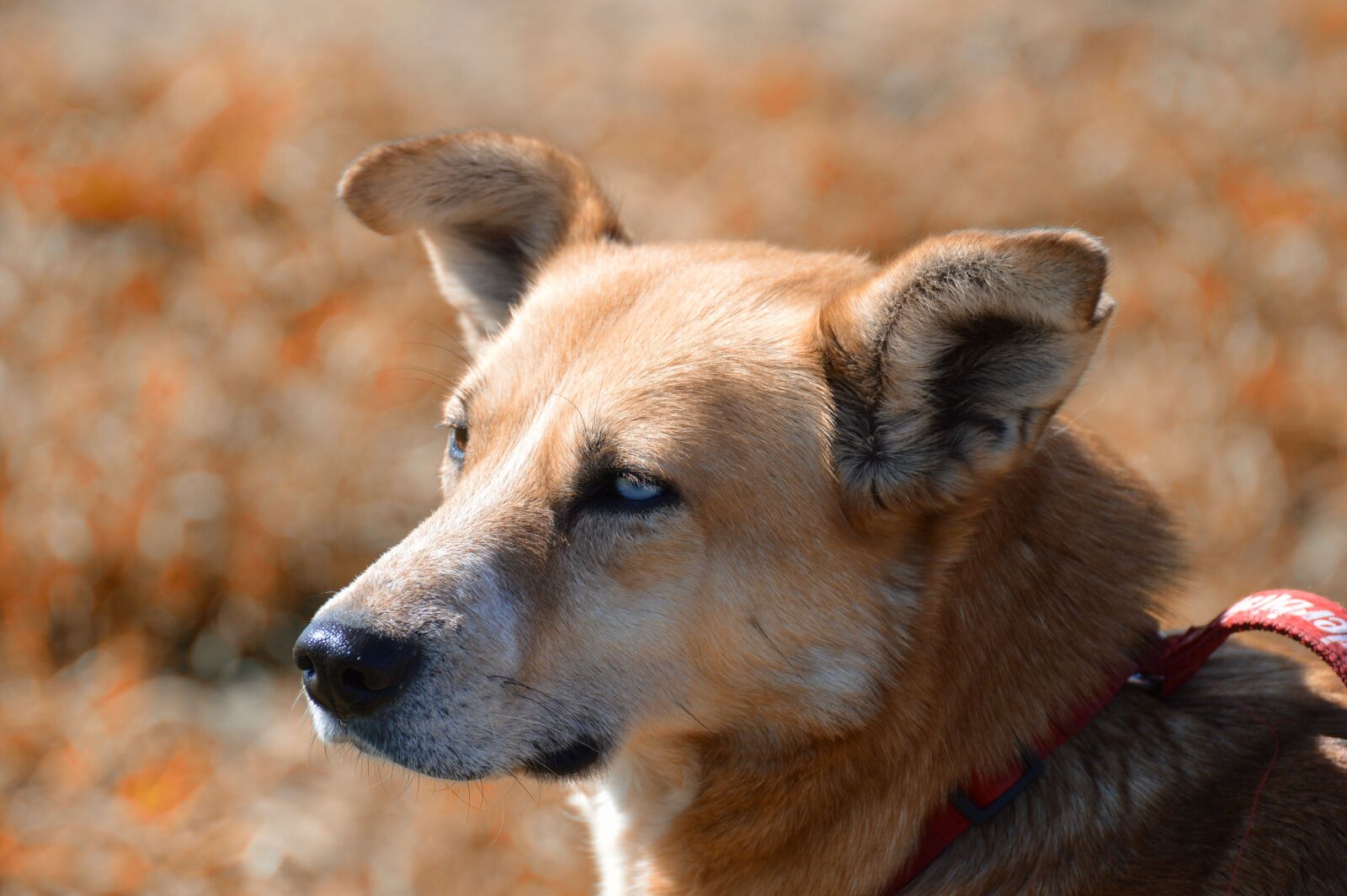 Nikon D3200 sample photo. Dog, animal, different eye photography