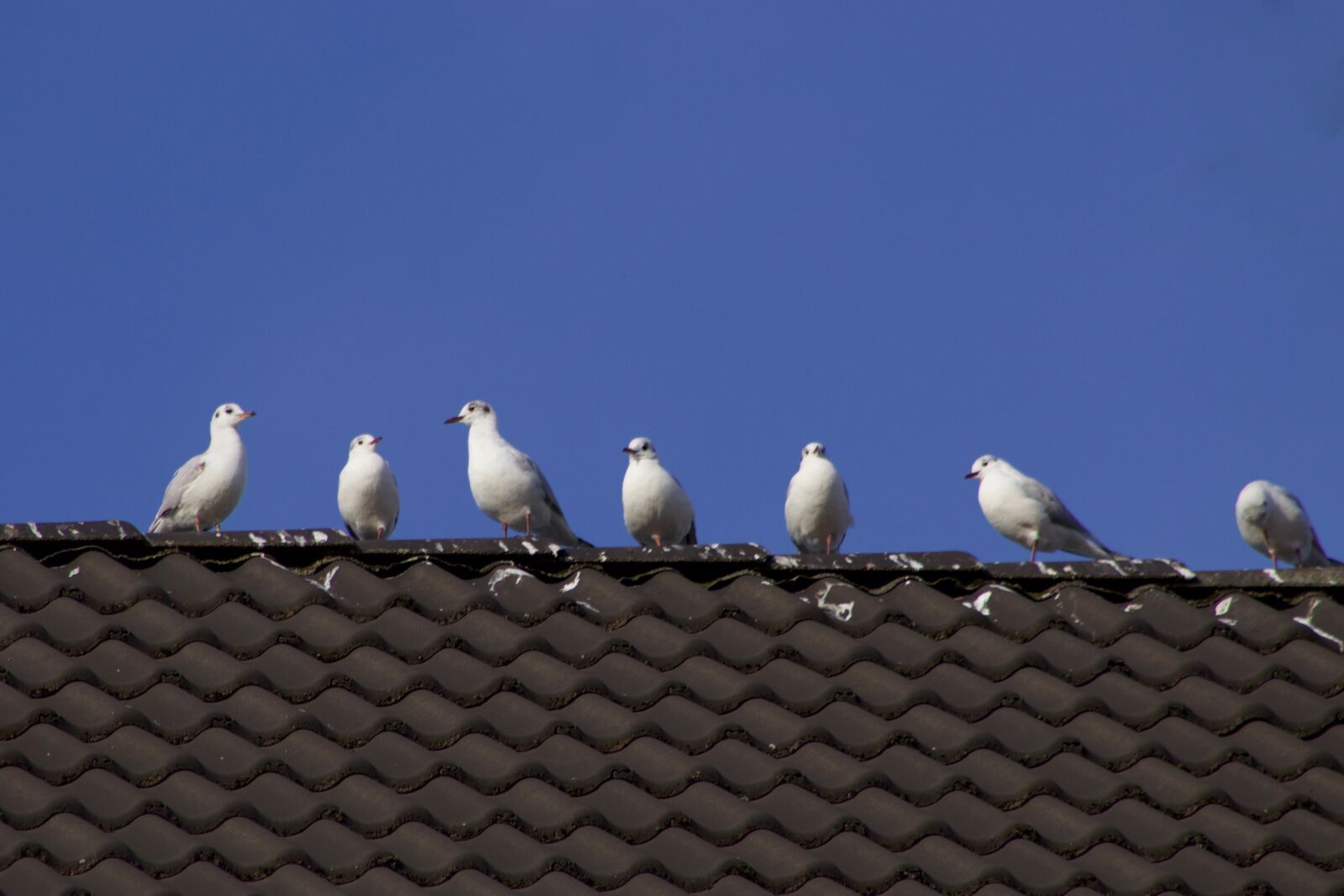 Canon EOS 800D (EOS Rebel T7i / EOS Kiss X9i) sample photo. Like, birds, roof photography