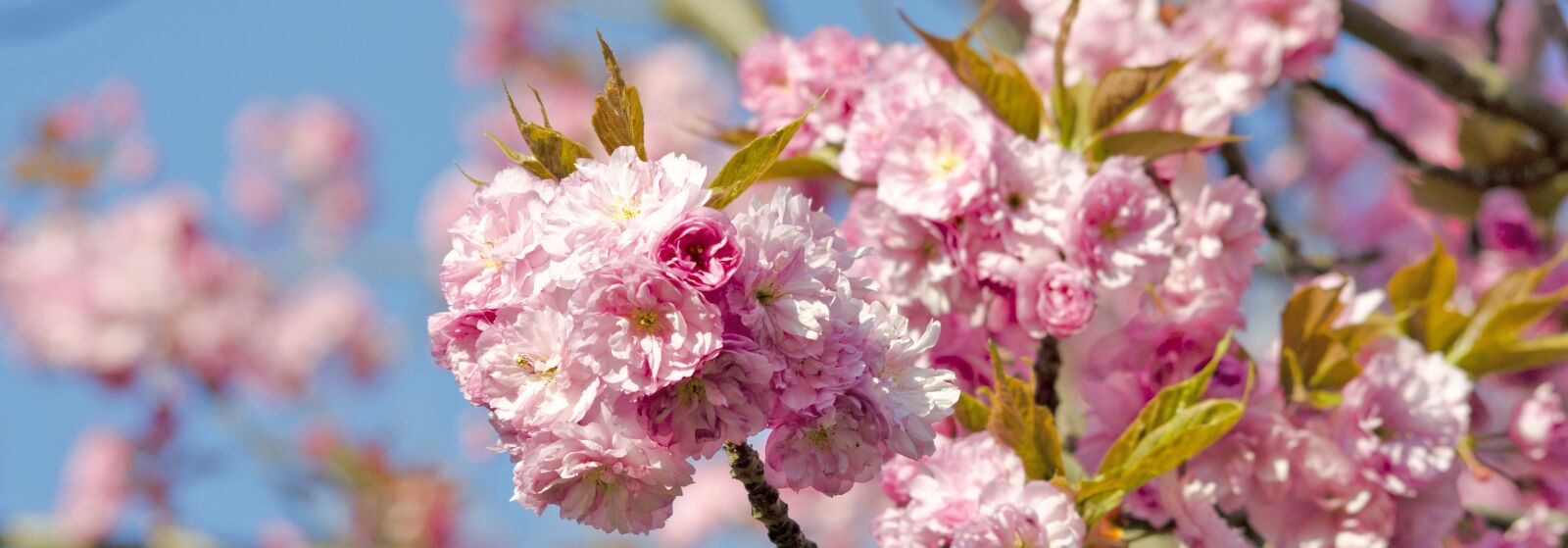 Nikon D5100 sample photo. Cherry blossom, banner, spring photography