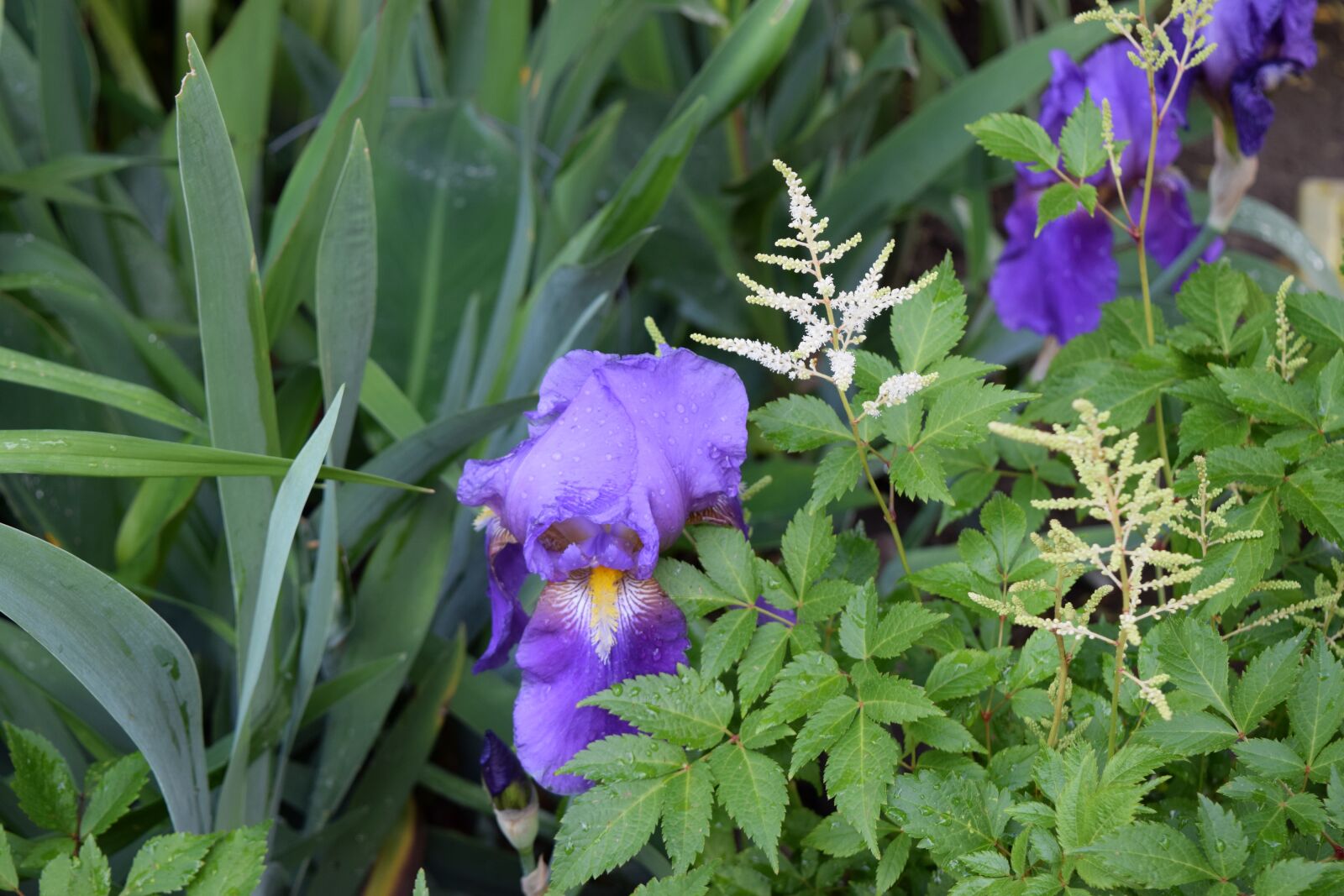 Nikon D5300 sample photo. Iris, flower, plant photography