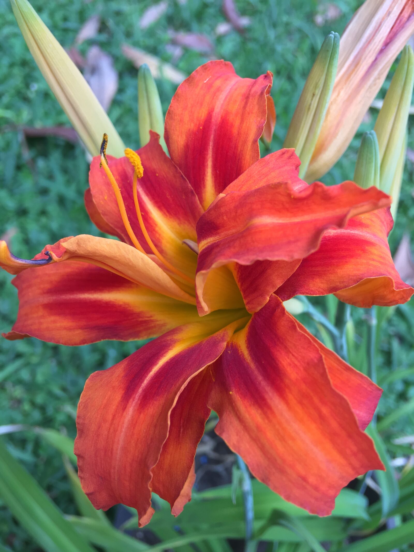 Apple iPhone 6s Plus sample photo. Orange flower, petals orange photography