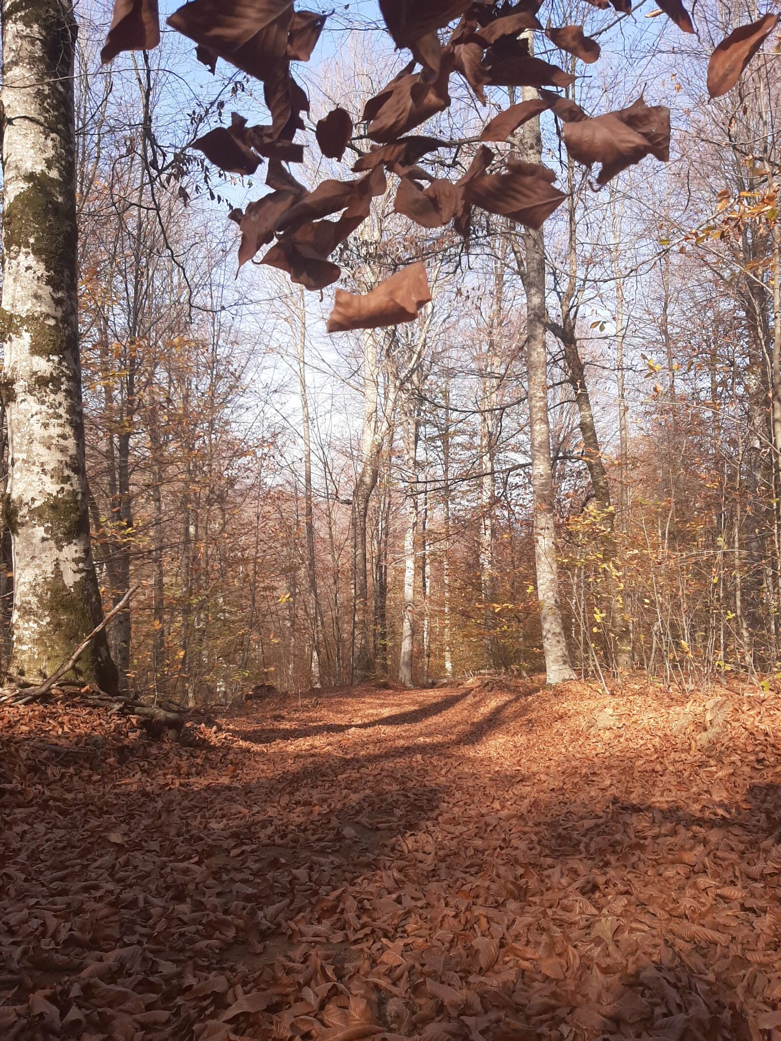 Samsung Galaxy A50 sample photo. Autumn, spring, the leaves photography
