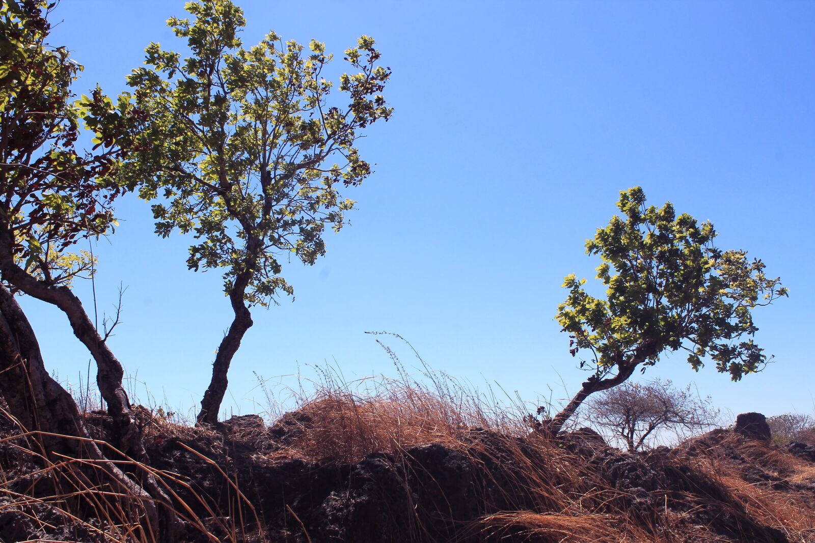 Canon EOS 1100D (EOS Rebel T3 / EOS Kiss X50) sample photo. Blue, the sky, cloud photography