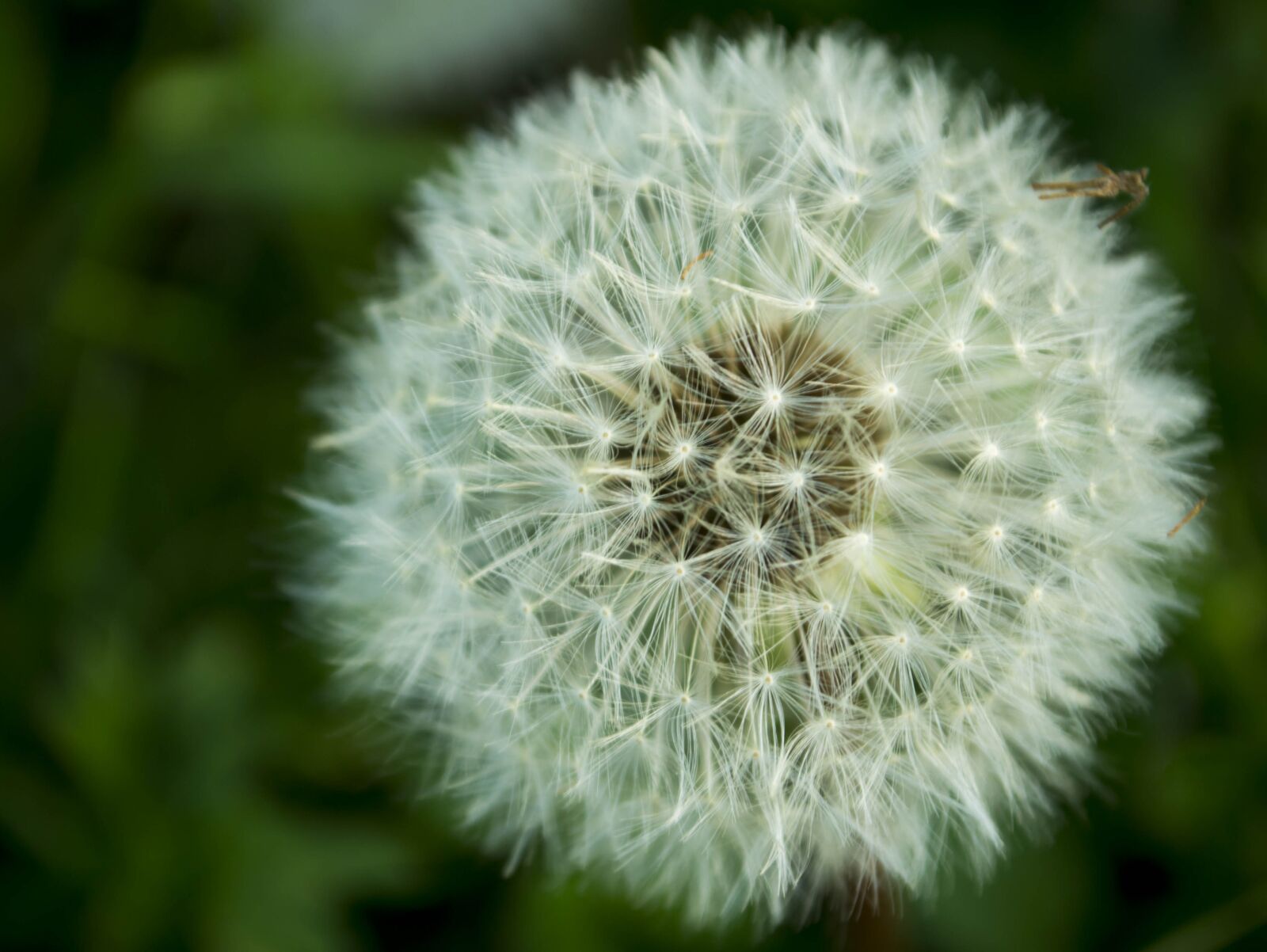 Nikon D3100 sample photo. Dandelion, flower photography