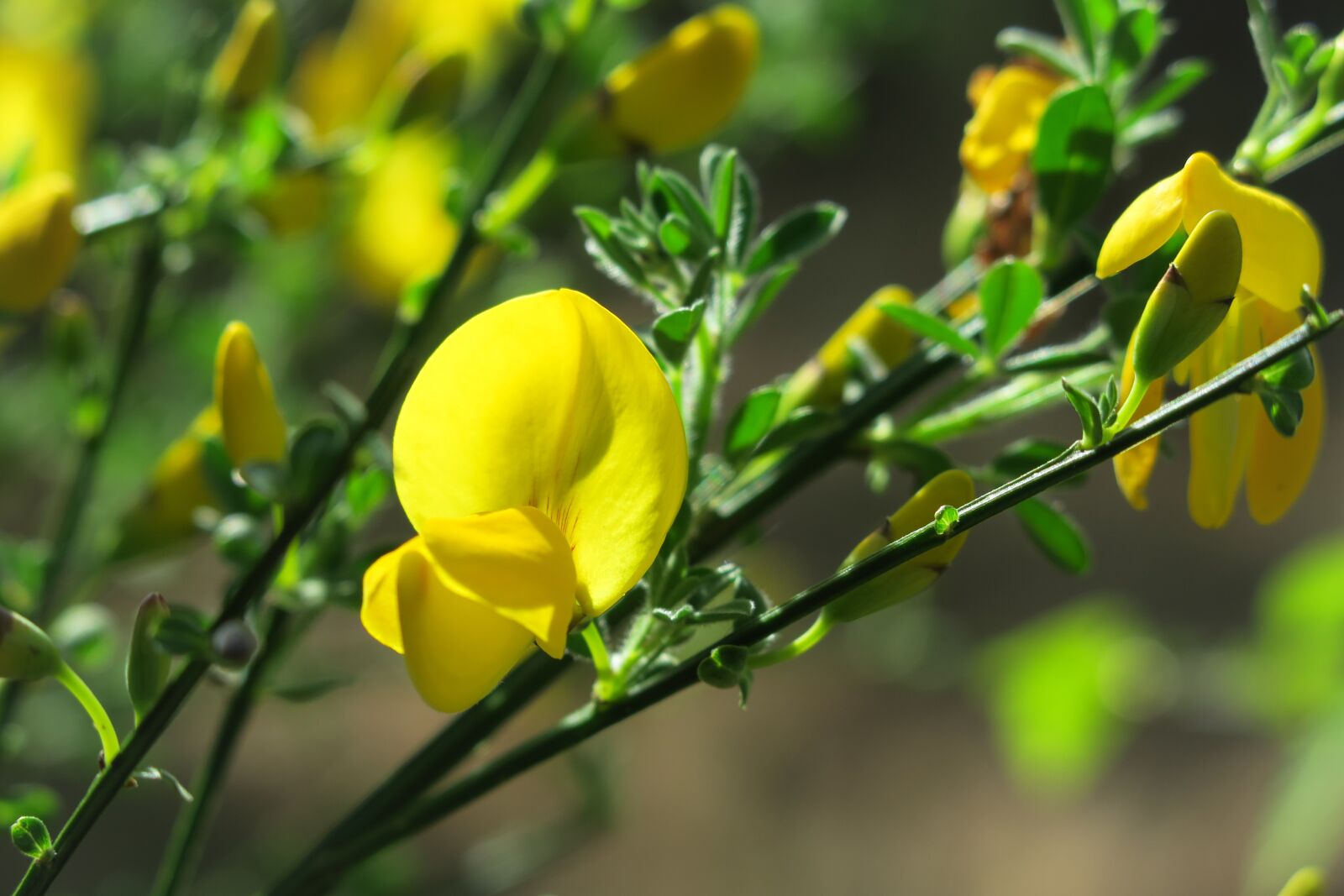 Canon PowerShot G3 X sample photo. Broom, gorse blossom, broom photography