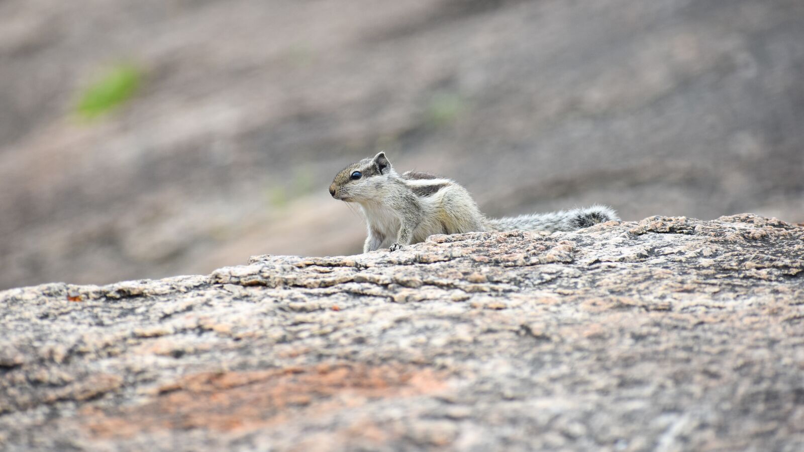 Nikon D3400 sample photo. Animal, squirrels, nature photography