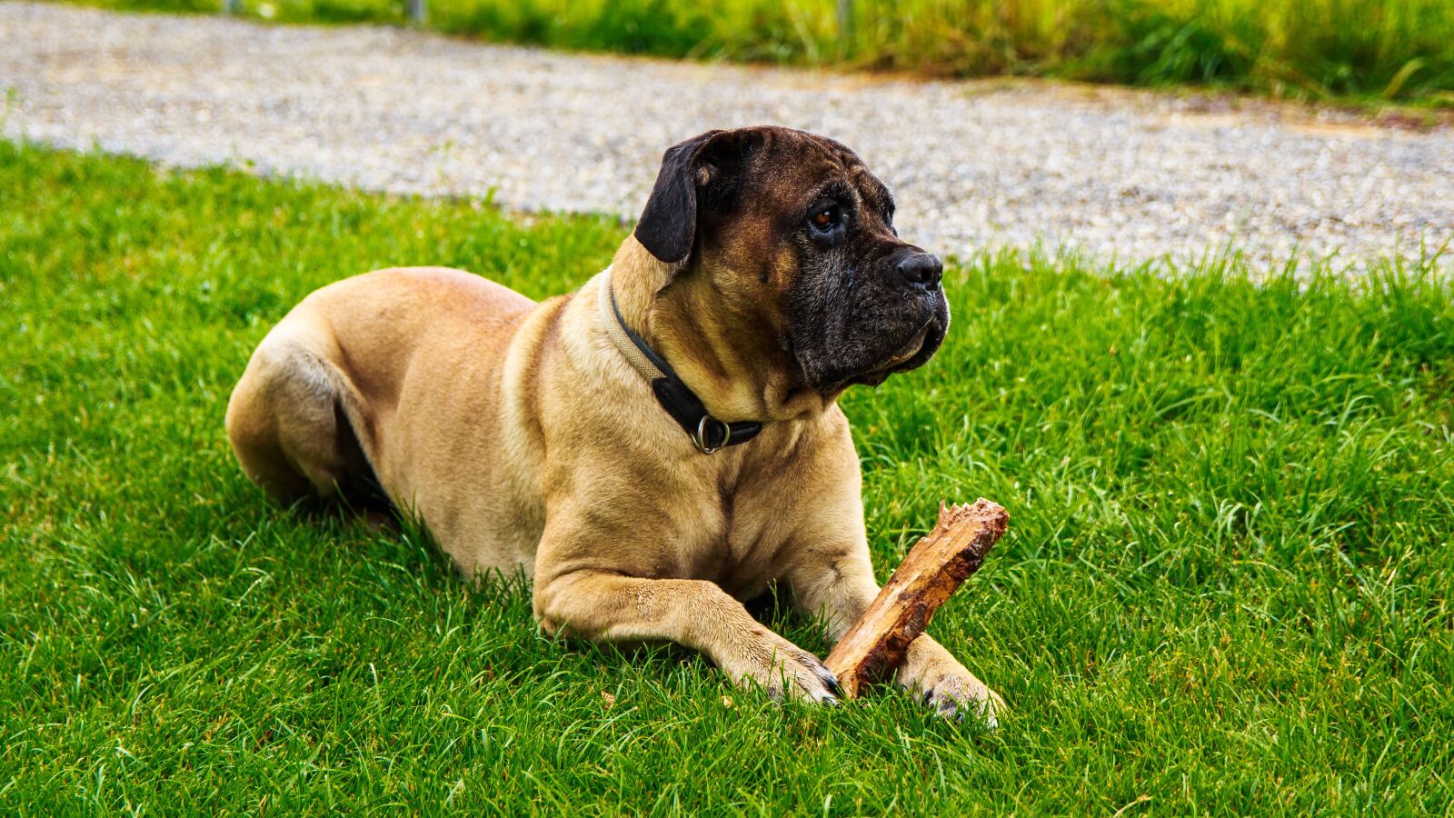 Canon EOS 650D (EOS Rebel T4i / EOS Kiss X6i) sample photo. Canecorso, big dog, great photography
