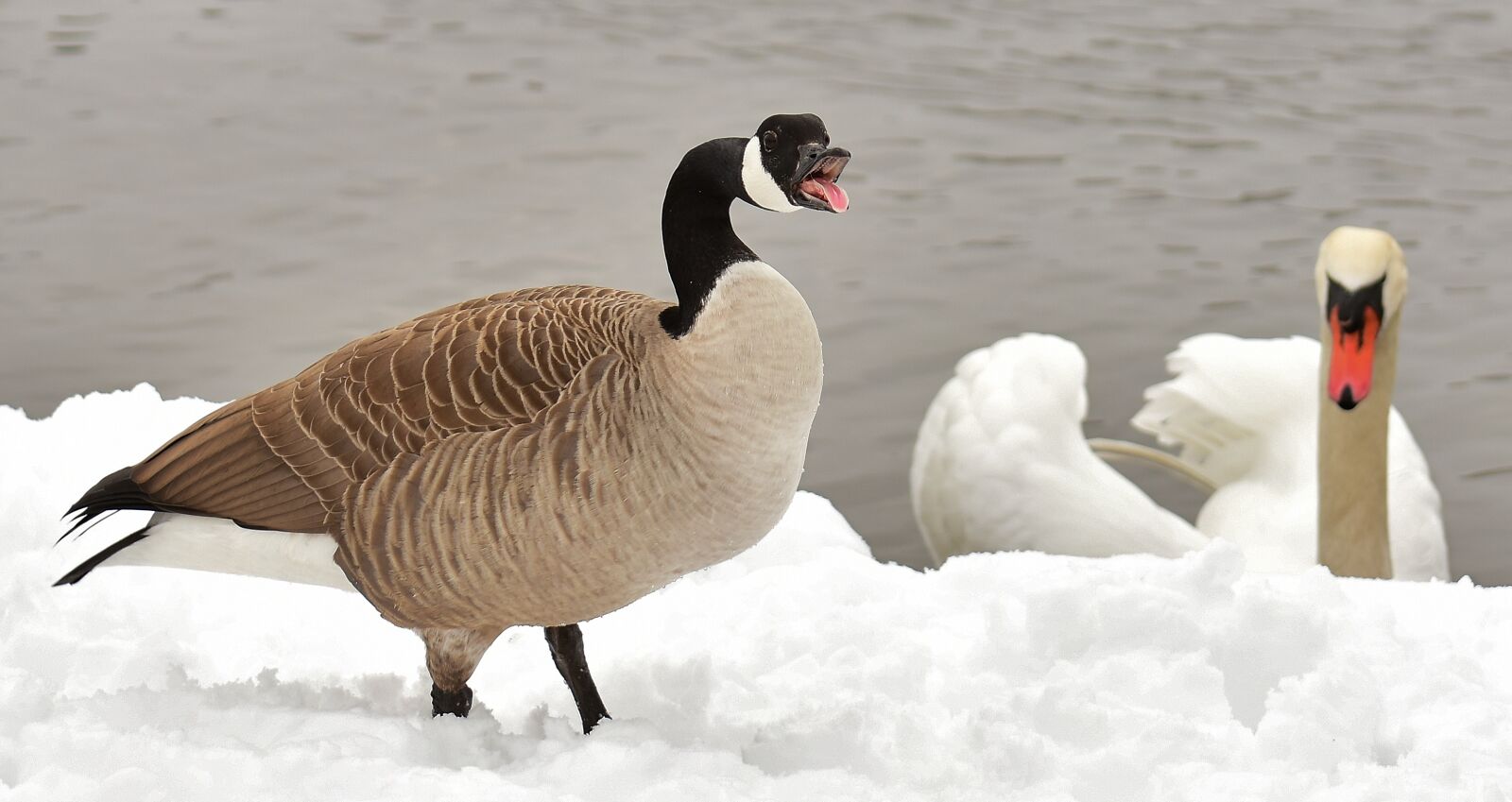 Nikon D7200 sample photo. Goose, swan, waterfowl photography