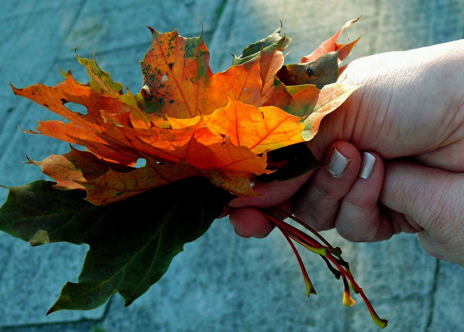 Leica V-LUX 1 sample photo. Fall leaves, autumn colours photography
