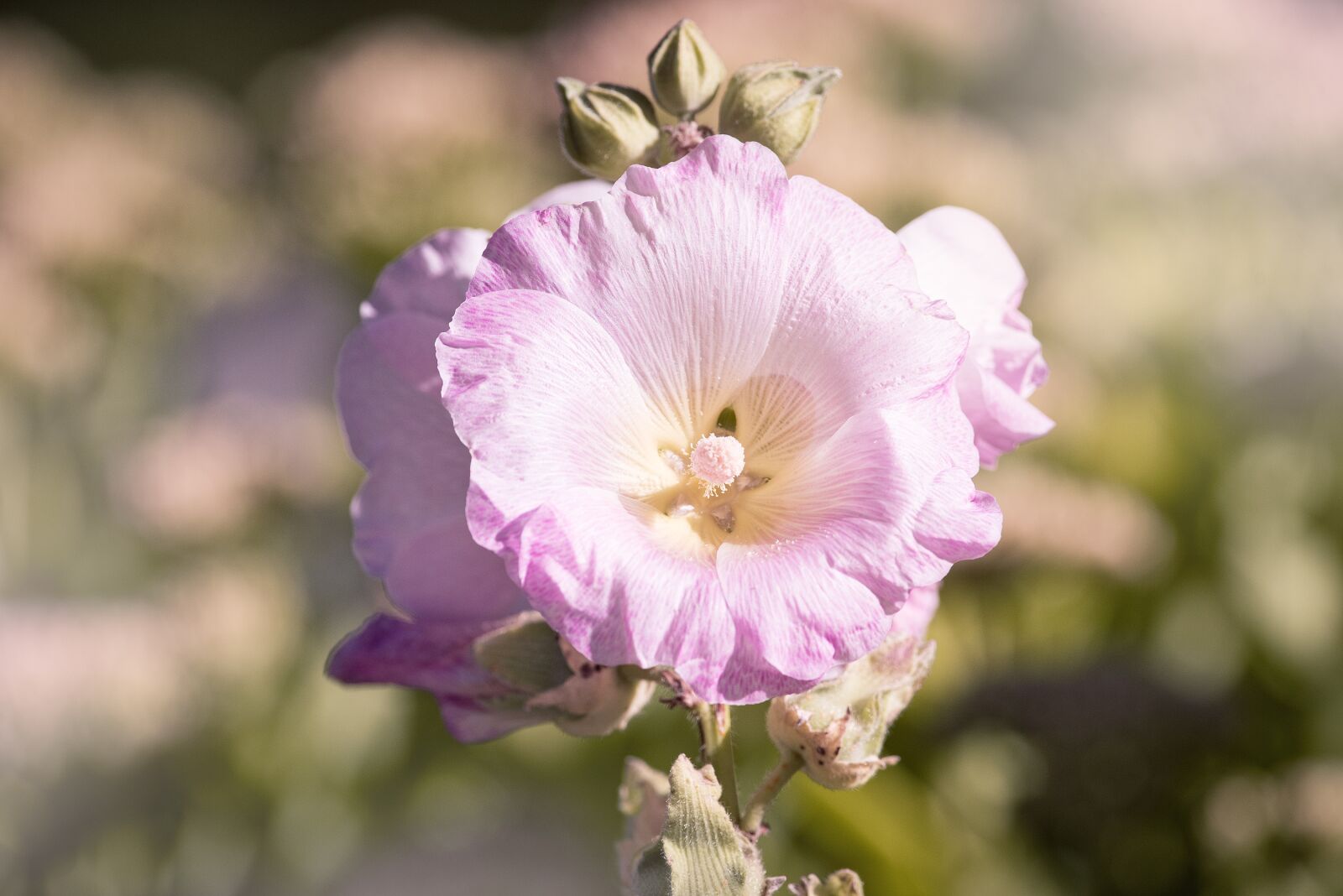 Nikon D750 sample photo. Stock rose, pink, pink photography