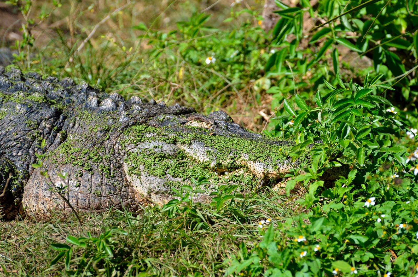 Nikon D7000 sample photo. Alligator, reptile, camouflaged photography
