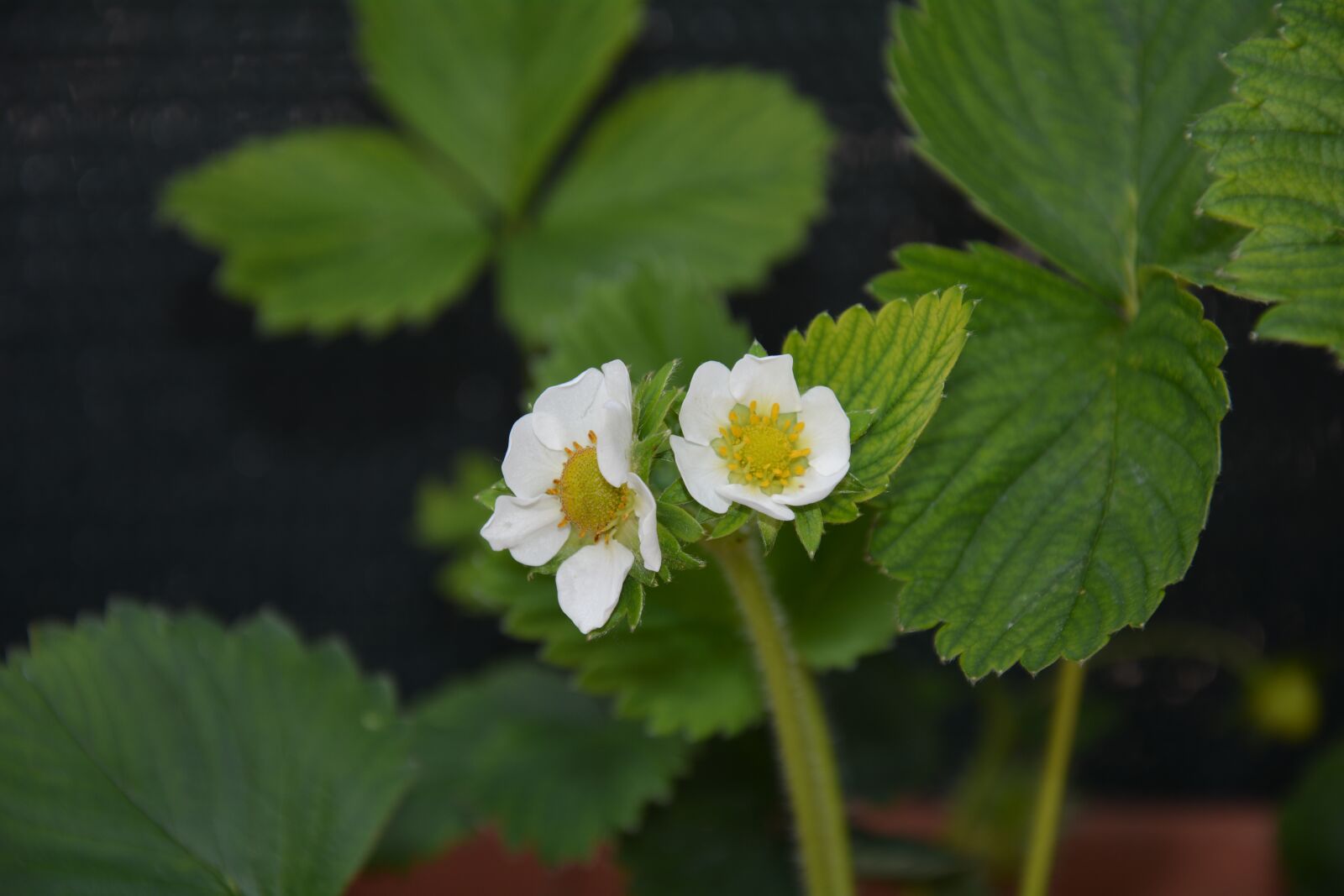 Nikon D7100 sample photo. Strawberry flowers, white flowers photography