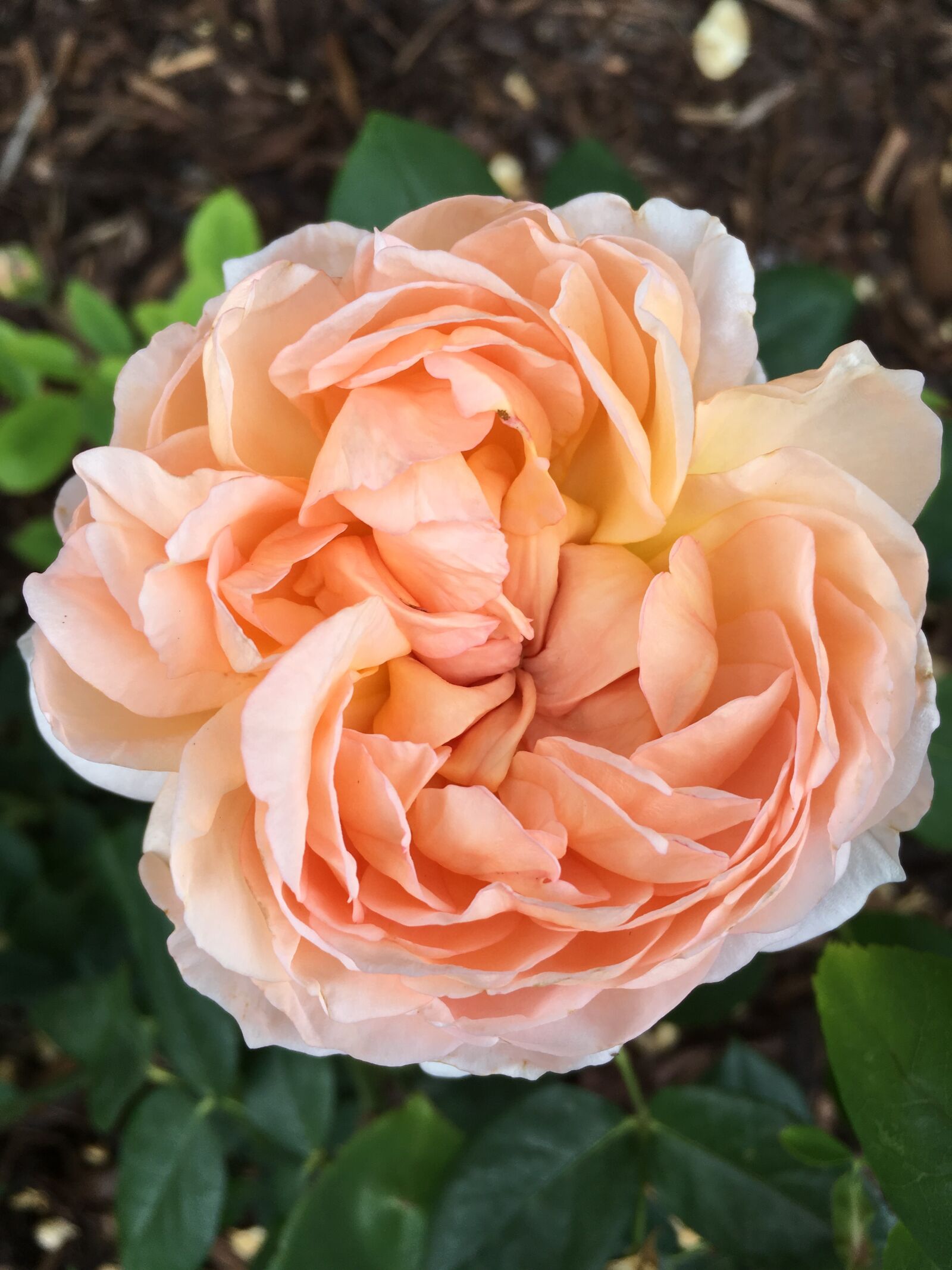 Apple iPhone SE sample photo. Rose, flower, peach photography