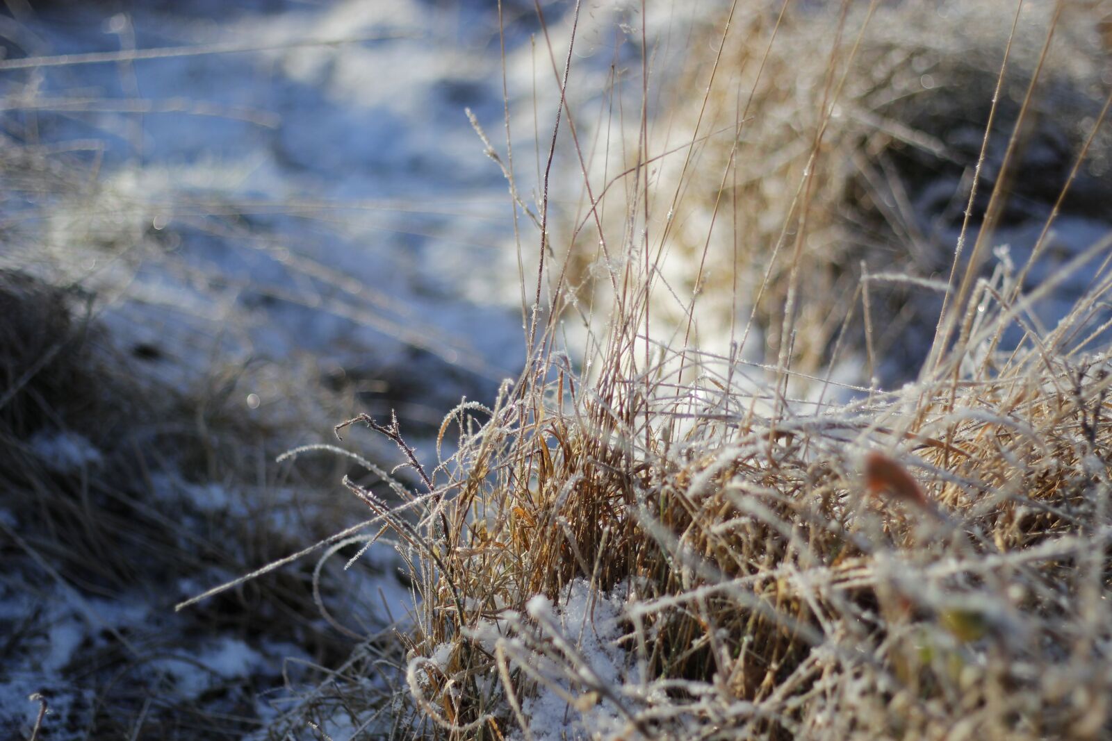 Canon EOS 600D (Rebel EOS T3i / EOS Kiss X5) + Canon EF 50mm F1.8 II sample photo. Winter, frost, nature photography