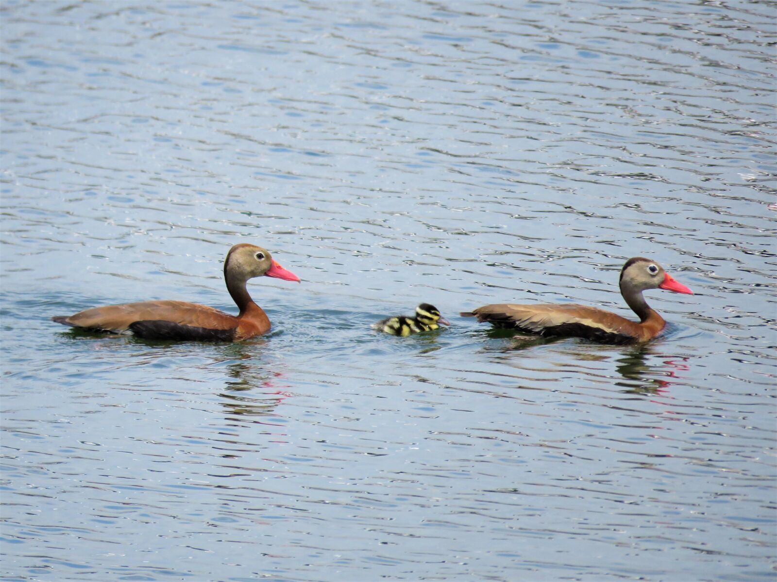 Canon PowerShot SX60 HS sample photo. Ducks, duckling, baby bird photography