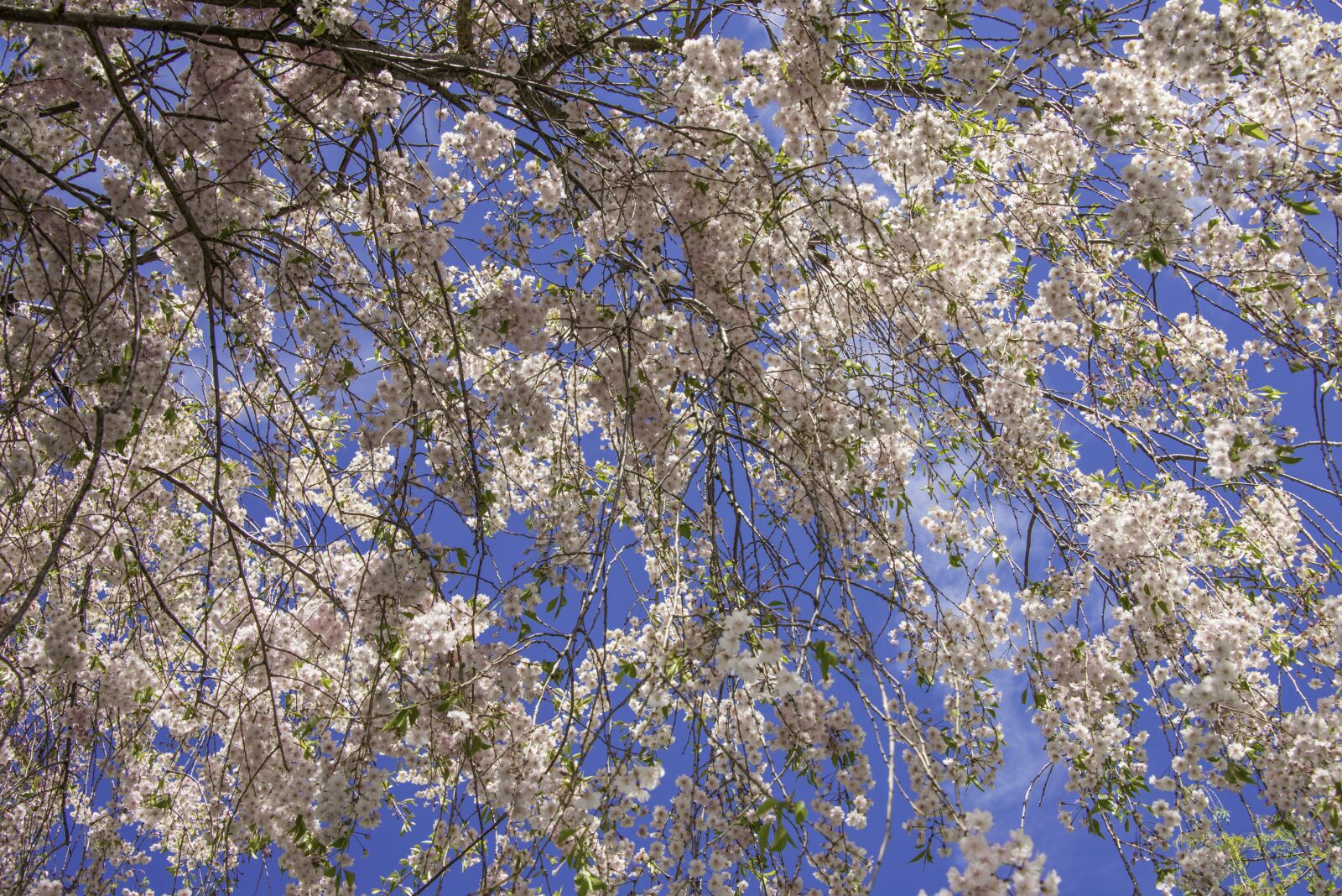 Nikon D800 sample photo. Spring, colors, flowers photography