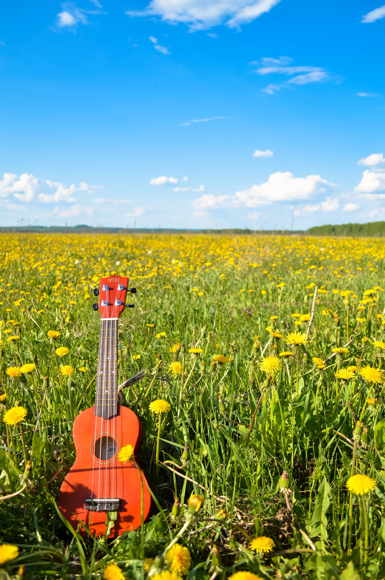 Nikon D3200 sample photo. Flower, guitar, sky, summer photography