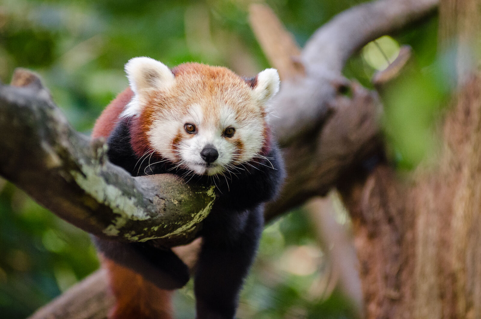 AF Zoom-Nikkor 80-200mm f/2.8 ED sample photo