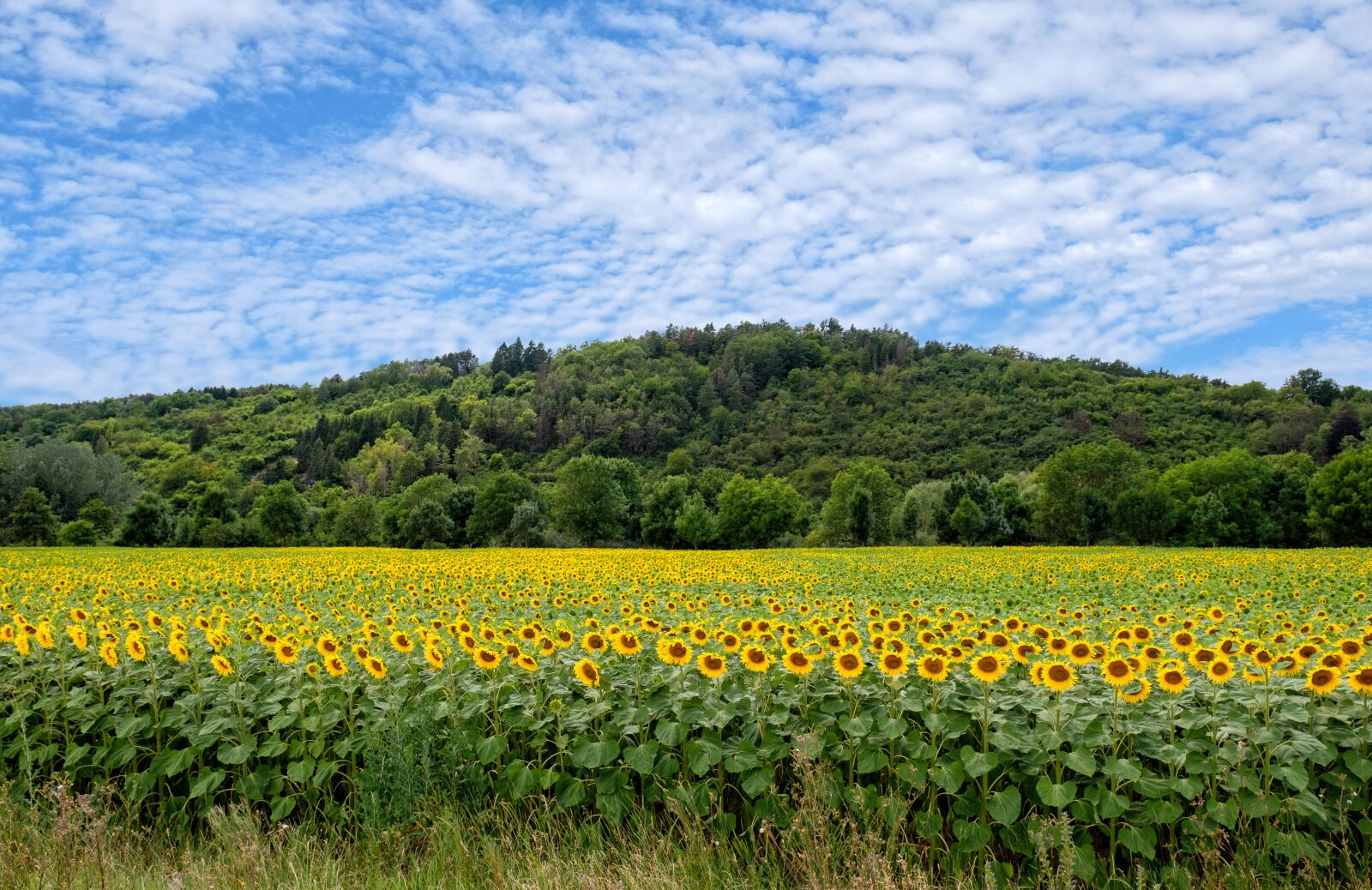 Fujifilm X-T2 + Fujifilm XF 16mm F1.4 R WR sample photo. Sunflower, sunflower field, flowers photography