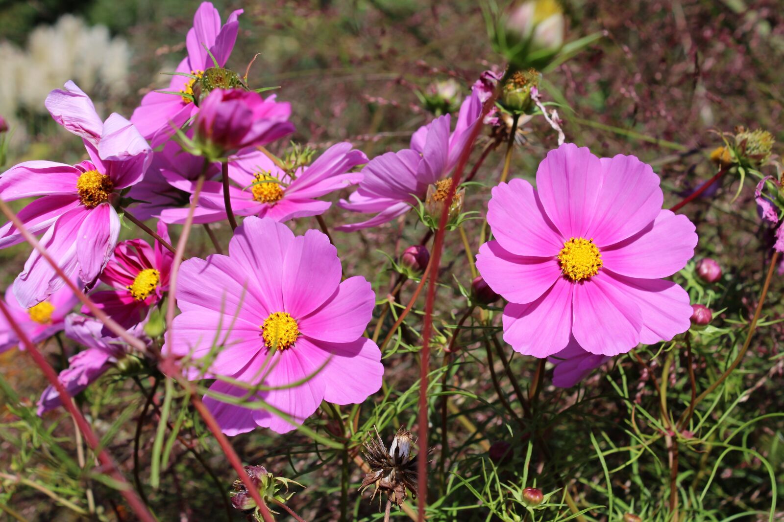 Canon EOS 2000D (EOS Rebel T7 / EOS Kiss X90 / EOS 1500D) sample photo. Cosmea, flower, cosmos bipinnatu photography