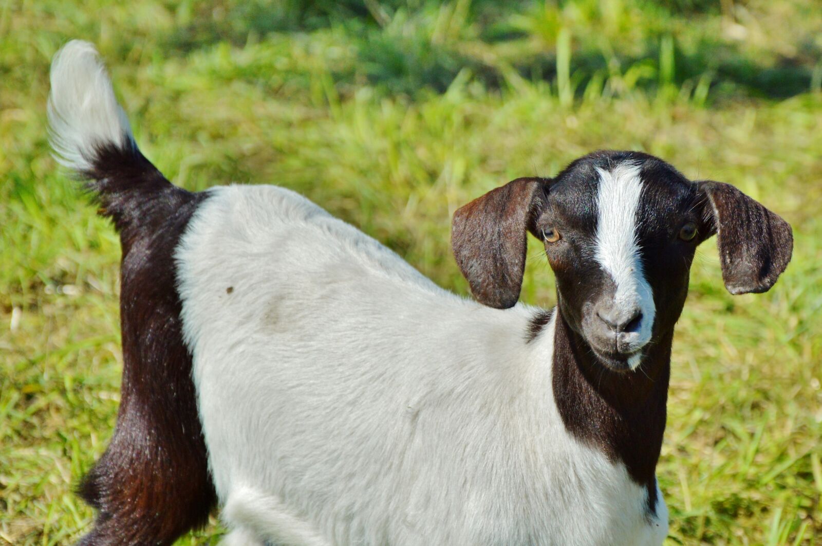 Nikon D3200 sample photo. Goat, prima donna, geiss photography