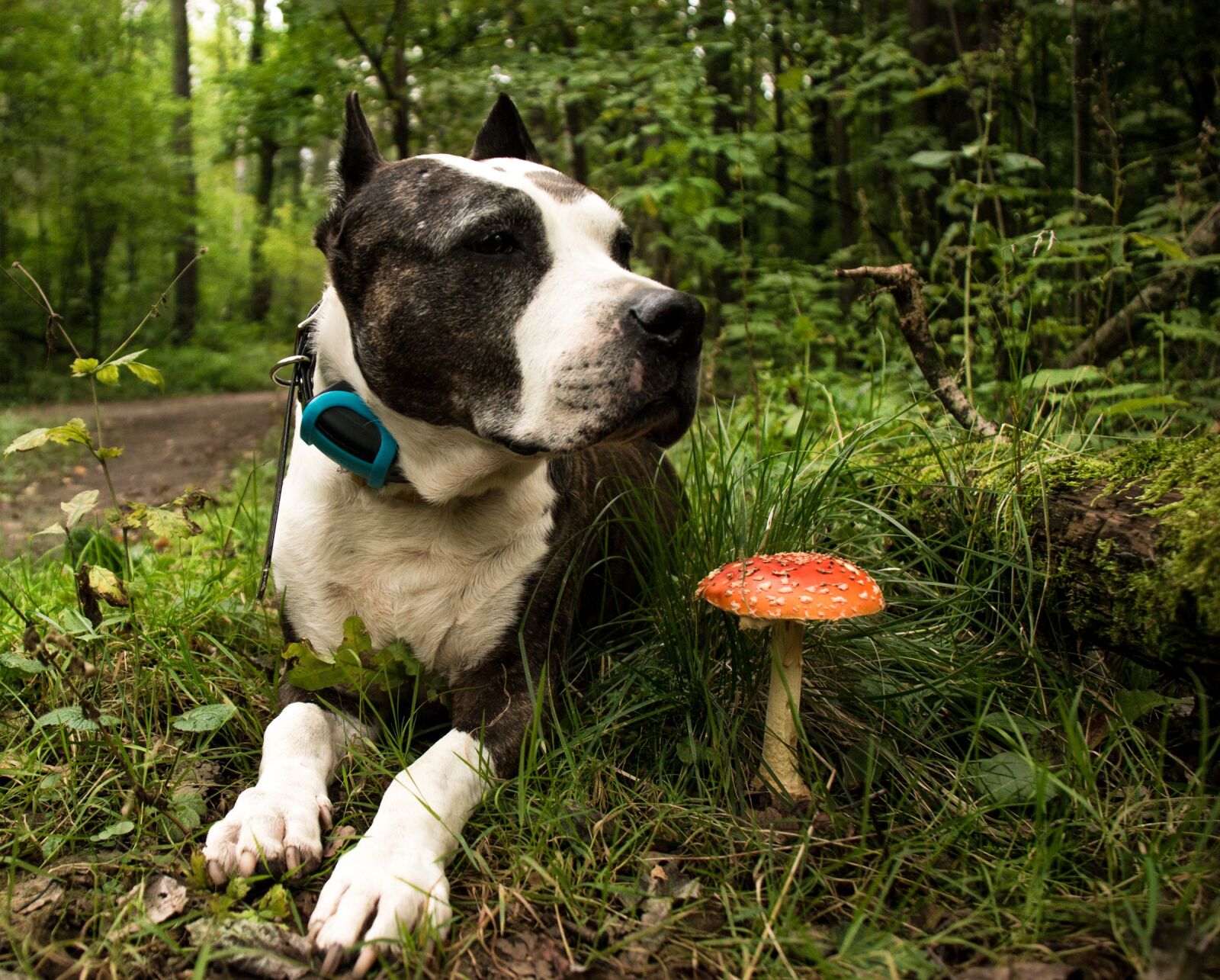 Canon EOS 70D sample photo. Nature, dog, animal photography