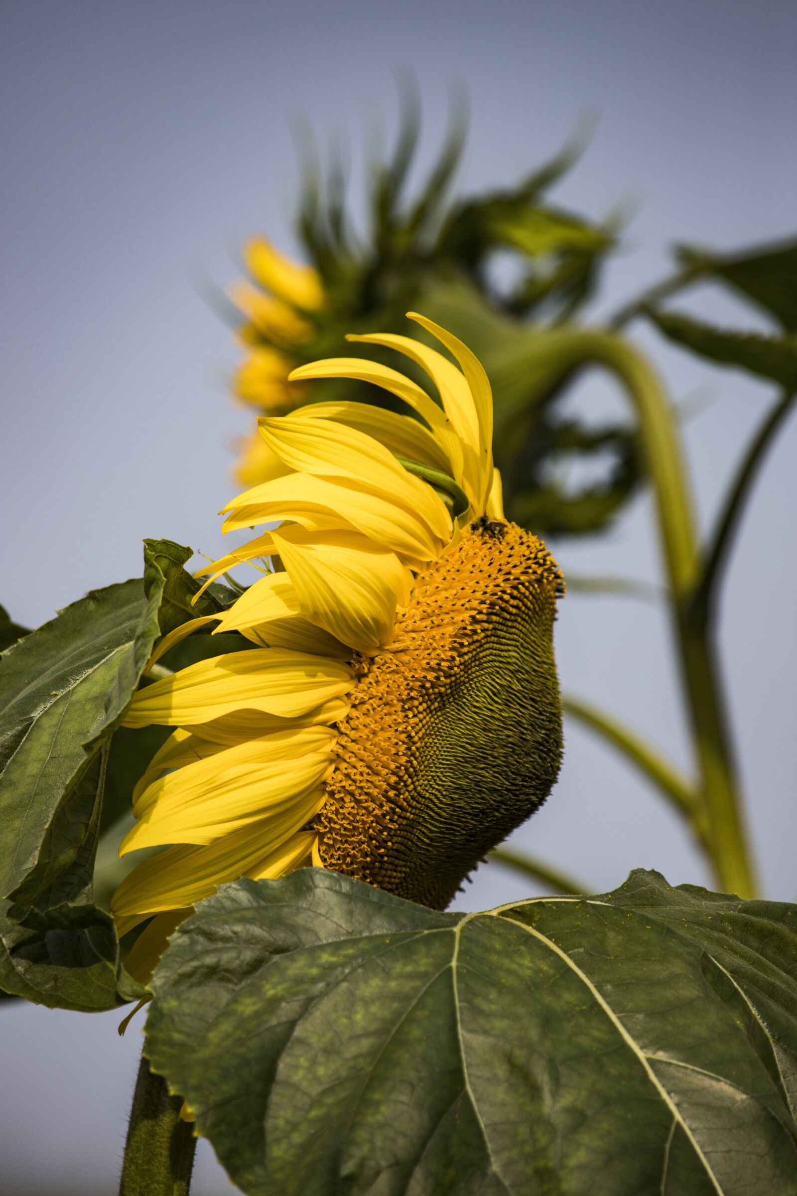 Canon EF 100-400mm F4.5-5.6L IS USM sample photo. Sunflower, alaska, floral photography