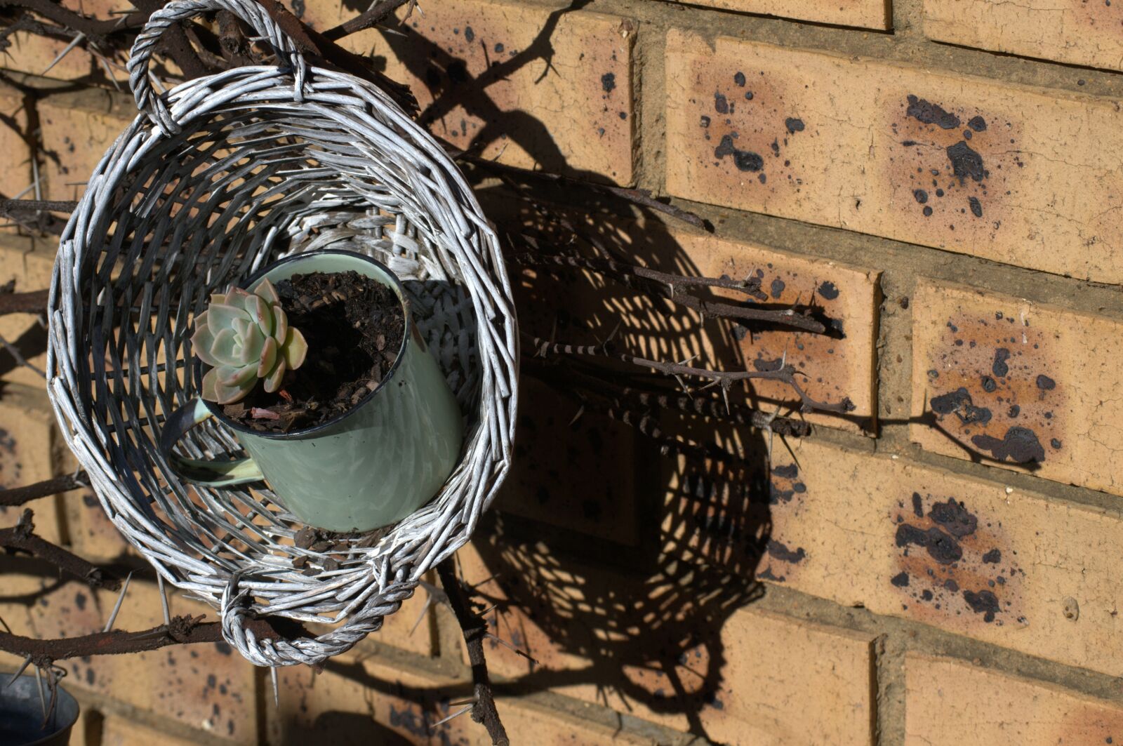 Nikon D3100 sample photo. Basket, flower, shadow photography