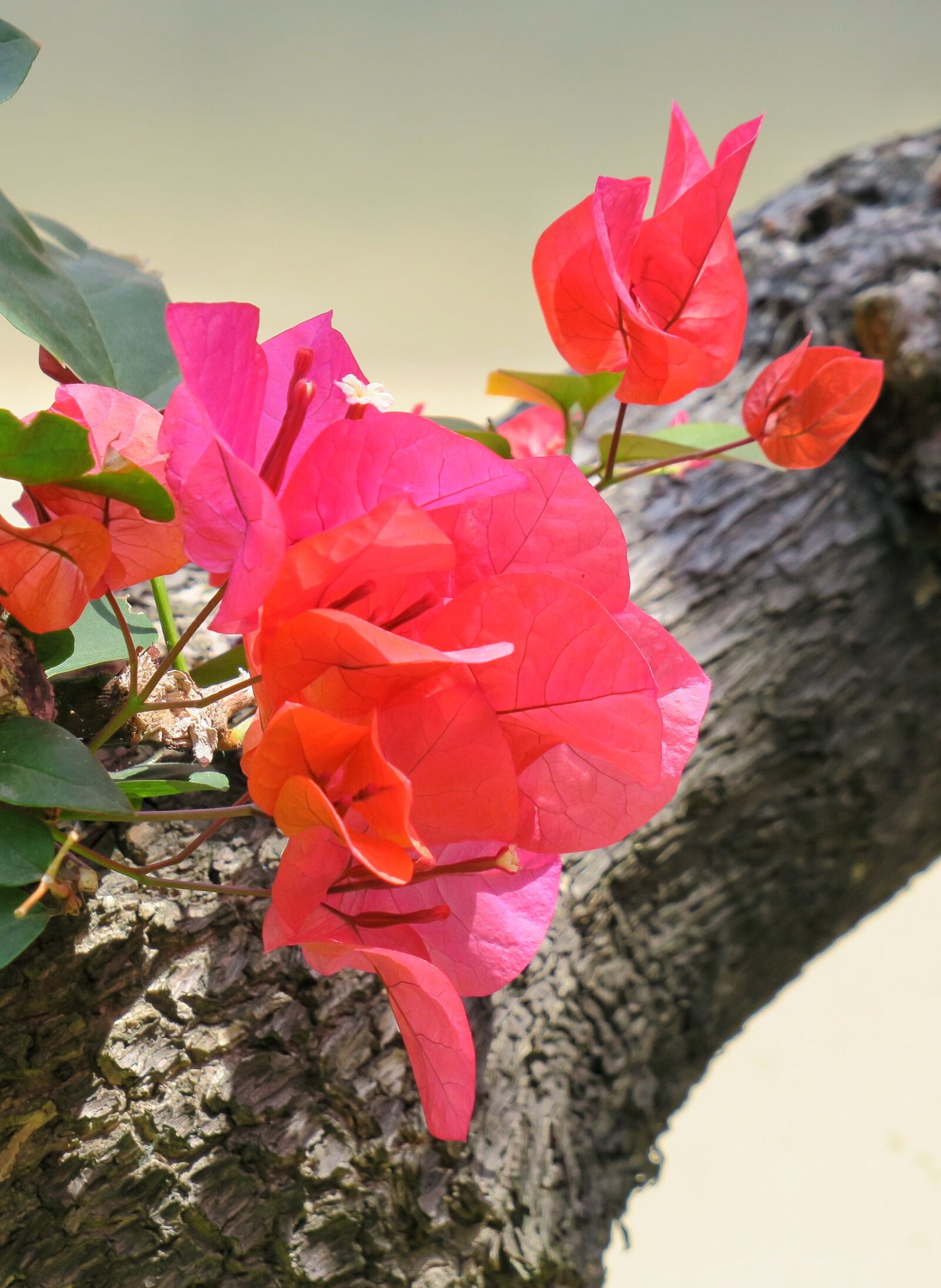 Canon PowerShot G3 X sample photo. Leaves flowers, bougainvillea, bougainvillea photography