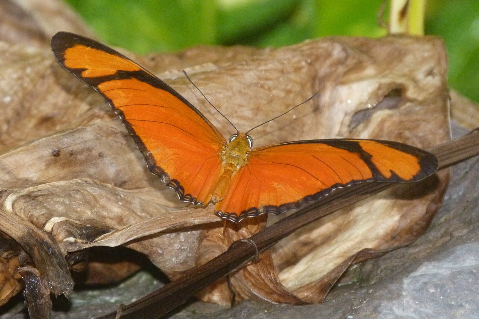 Panasonic Lumix DMC-FZ40 (Lumix DMC-FZ45) sample photo. Butterfly, orange, insect photography
