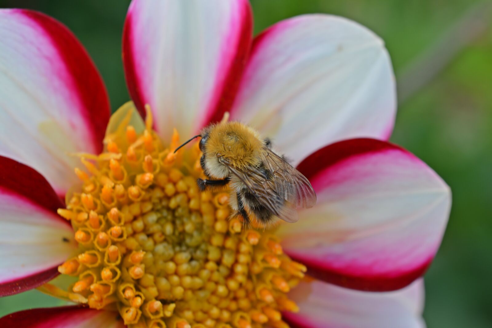 Nikon D5200 sample photo. Dahlia, hummel, blossom photography