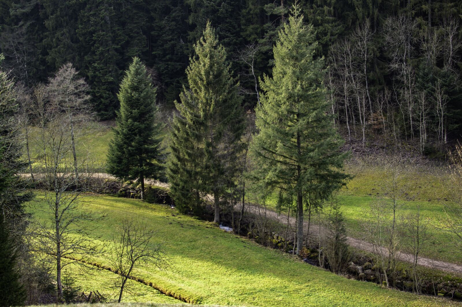 Nikon D3200 sample photo. Black forest, trees, firs photography