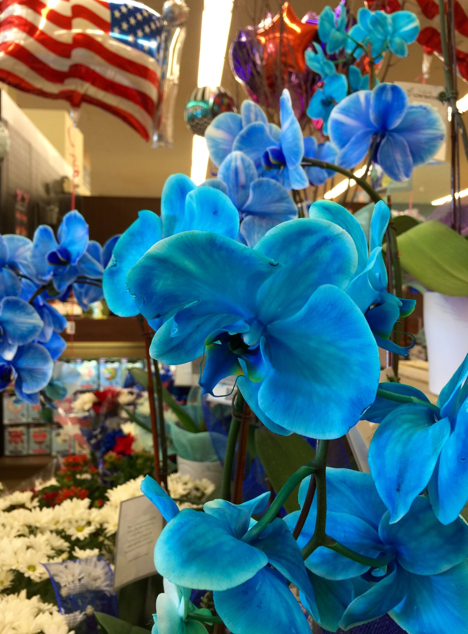 iPhone 6 Plus back camera 4.15mm f/2.2 sample photo. Bloom, blossom, blue, blue photography