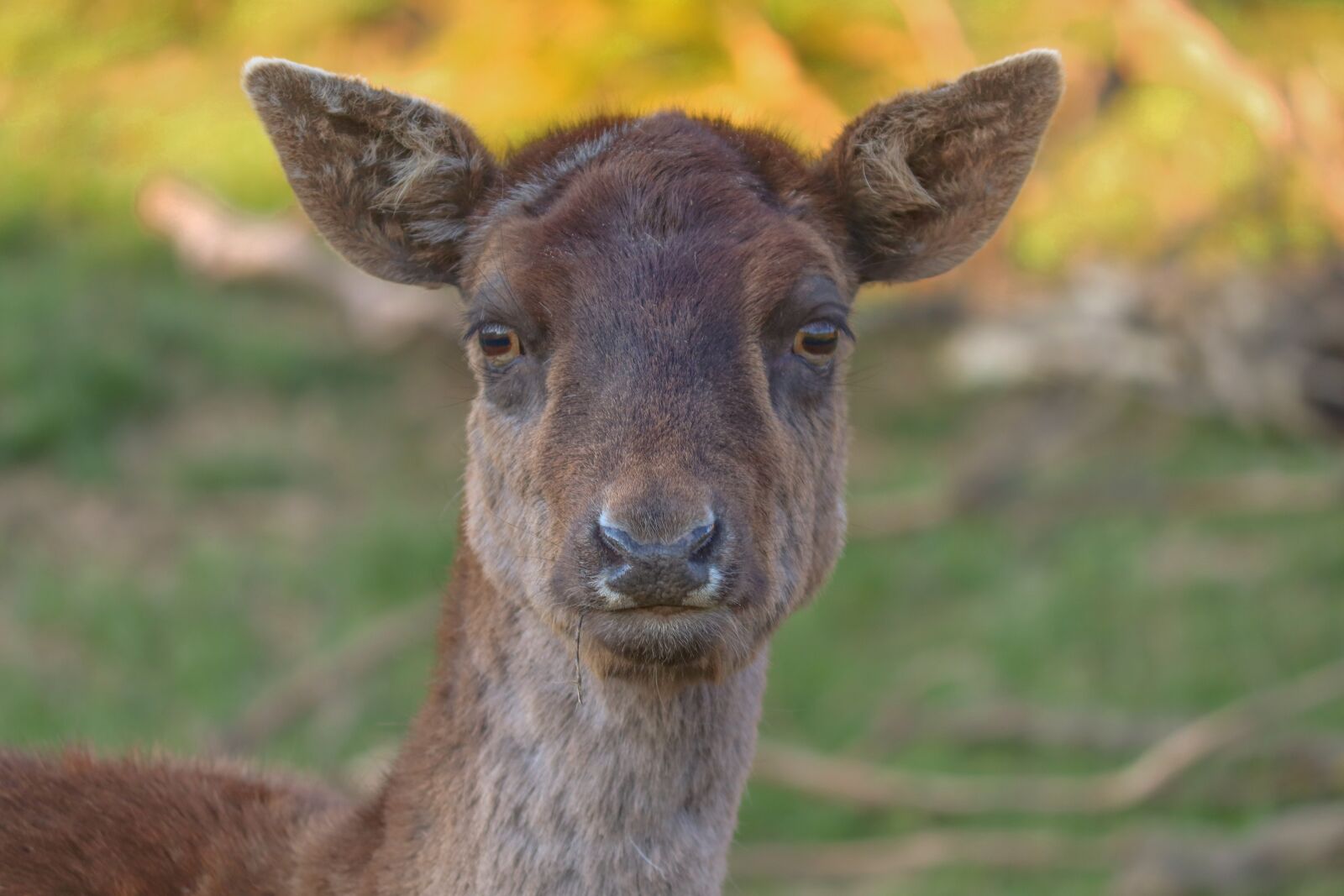Canon EOS 200D (EOS Rebel SL2 / EOS Kiss X9) sample photo. Fallow deer, doe, portrait photography