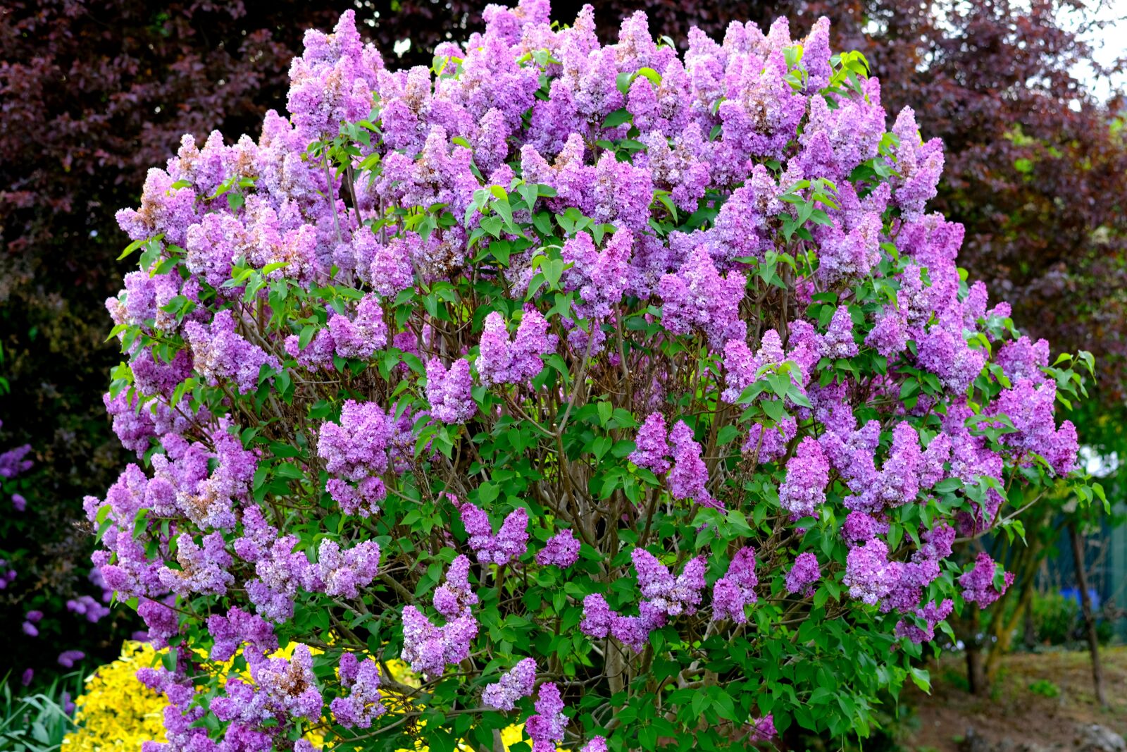 Fujifilm X-T20 sample photo. Lilac bush, ornamental shrub photography