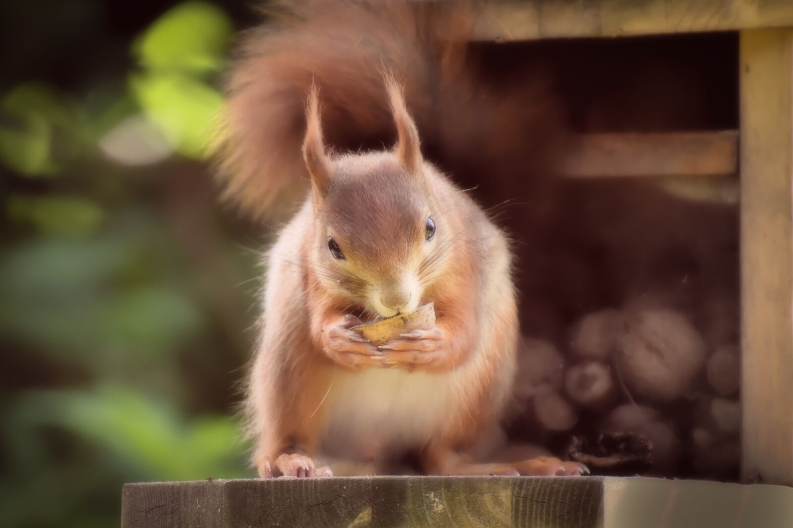 Nikon D7200 sample photo. Squirrel, nager, wild animal photography