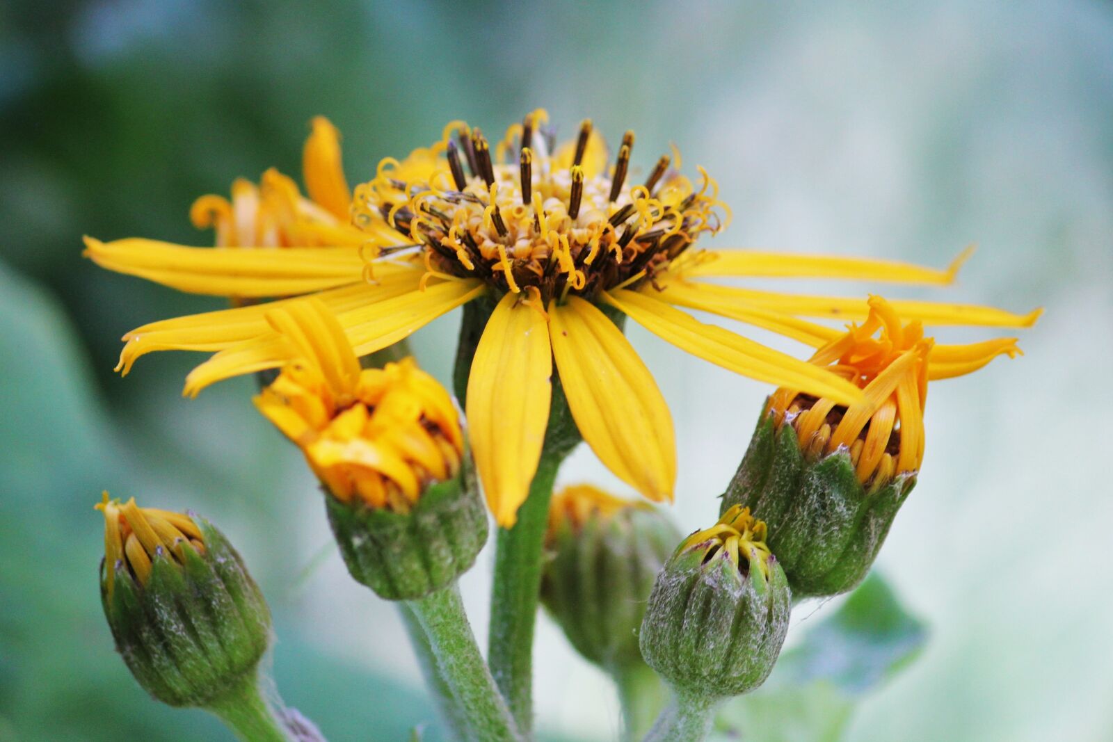 Canon EOS 550D (EOS Rebel T2i / EOS Kiss X4) sample photo. Yellow flower, flower, close photography