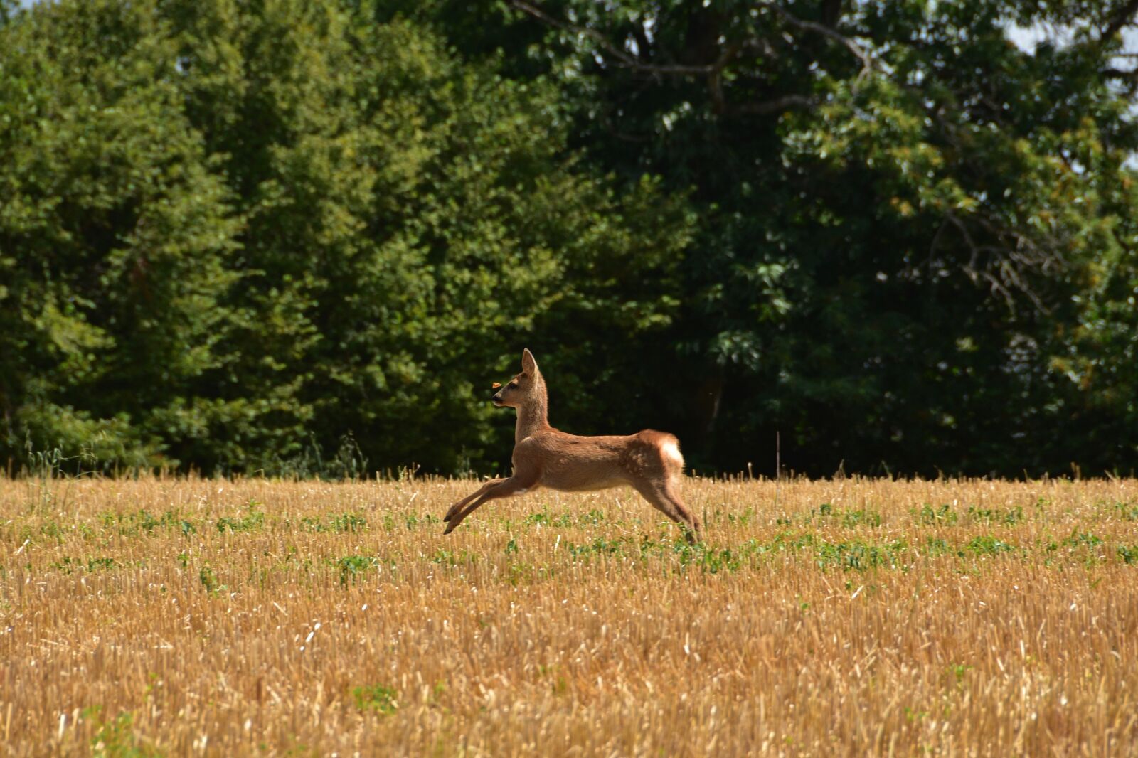 Nikon D5600 sample photo. Deer, field, nature photography