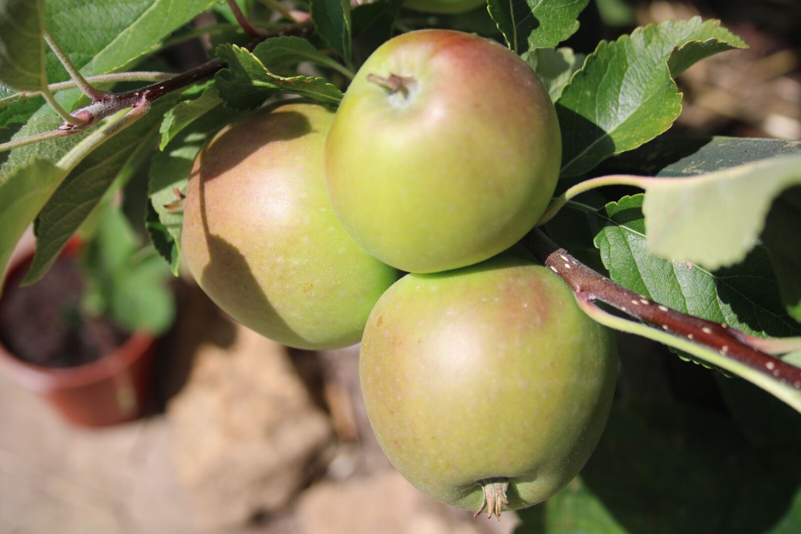 Canon EF-S 18-55mm F3.5-5.6 sample photo. Apple, fruit, harvest photography