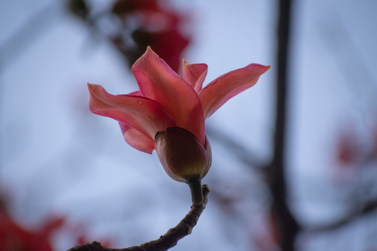Nikon D3300 sample photo. Flower, macro, nature photography