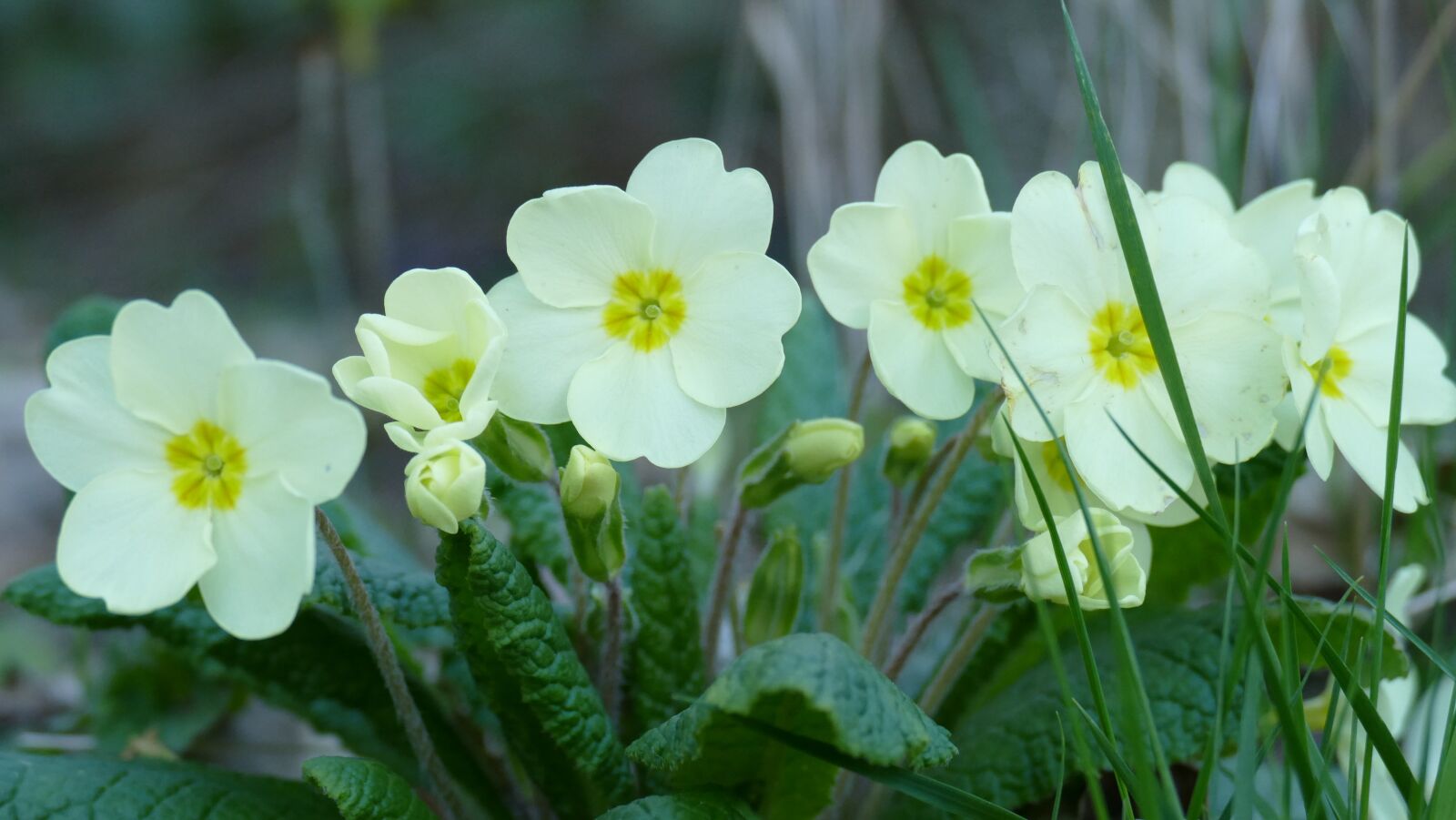 Panasonic Lumix DMC-FZ1000 sample photo. Primula, flowers, herbaceous photography