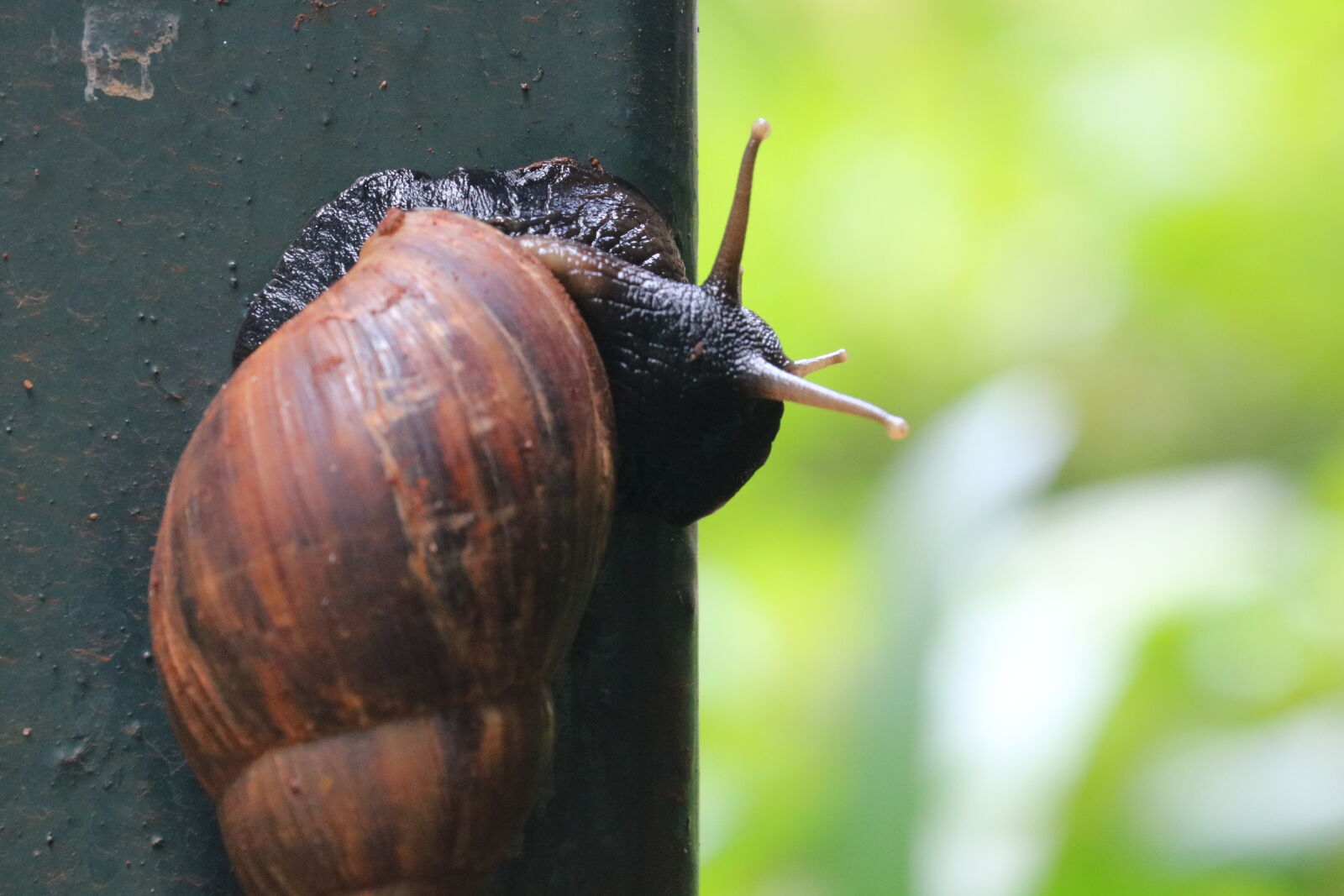 Canon EOS 750D (EOS Rebel T6i / EOS Kiss X8i) + Canon EF-S 55-250mm F4-5.6 IS STM sample photo. Snail photography