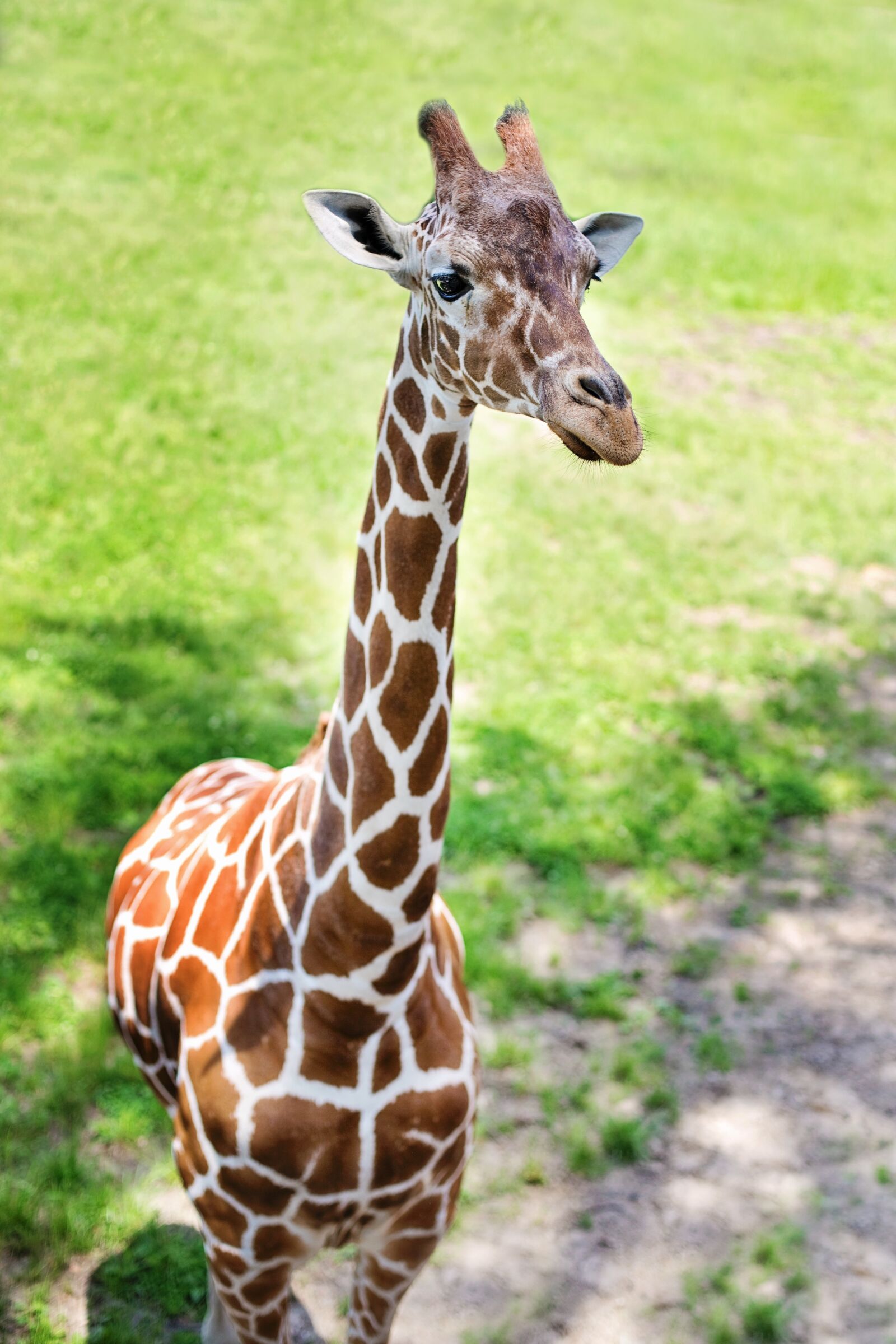 Canon EOS 5D Mark III sample photo. Giraffe, baby giraffe, zoo photography