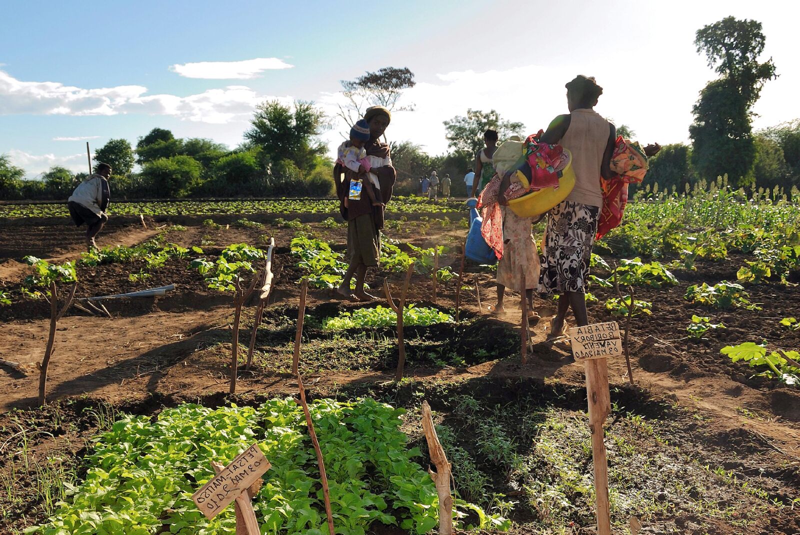 Nikon D60 sample photo. Women, maintaining, vegetable, gardens photography