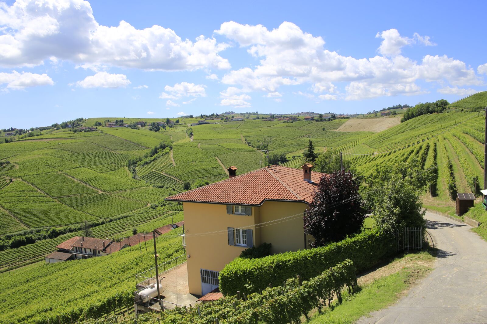 Canon EOS 6D sample photo. Italy, piedmont, vineyard photography