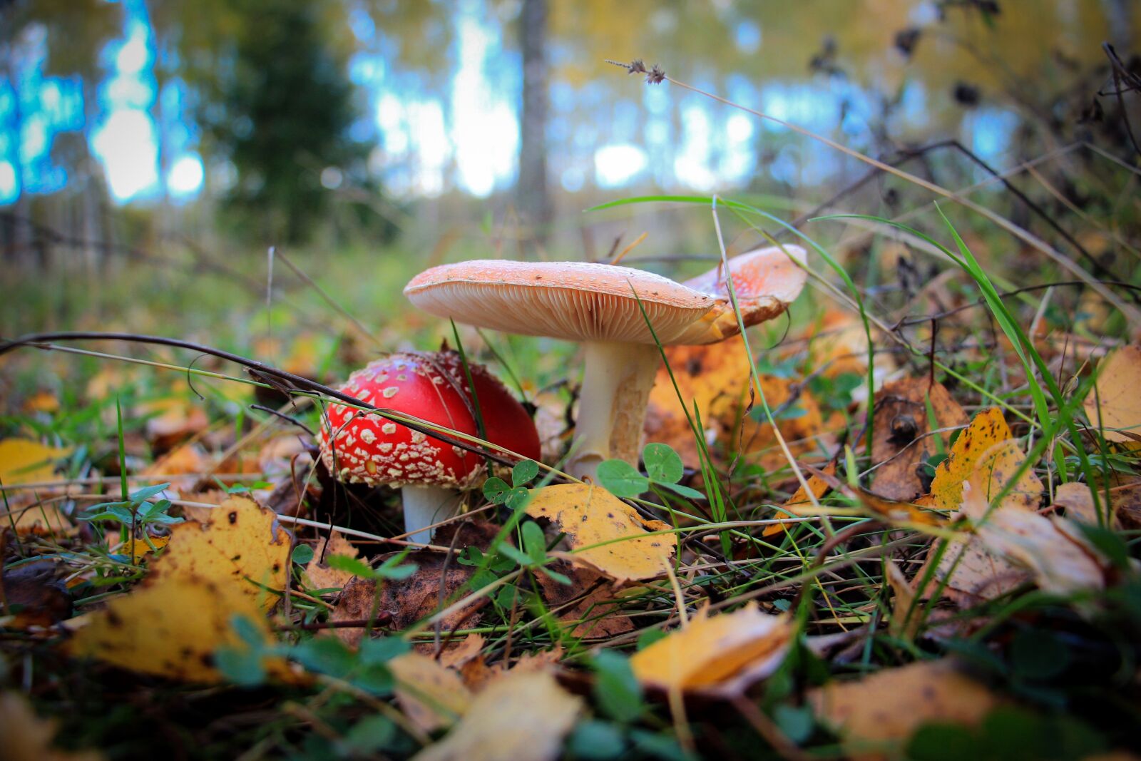 Canon EOS 600D (Rebel EOS T3i / EOS Kiss X5) sample photo. Mushrooms, amanita, forest photography